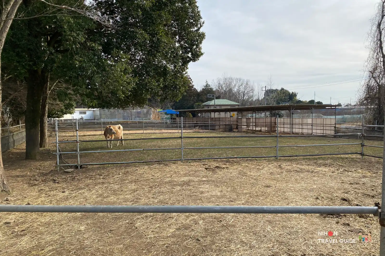 ishioka-ostrich-farm-cow-paddock Single brown cow standing in a quiet fenced paddock at Ishioka Ostrich Farm on a winter day