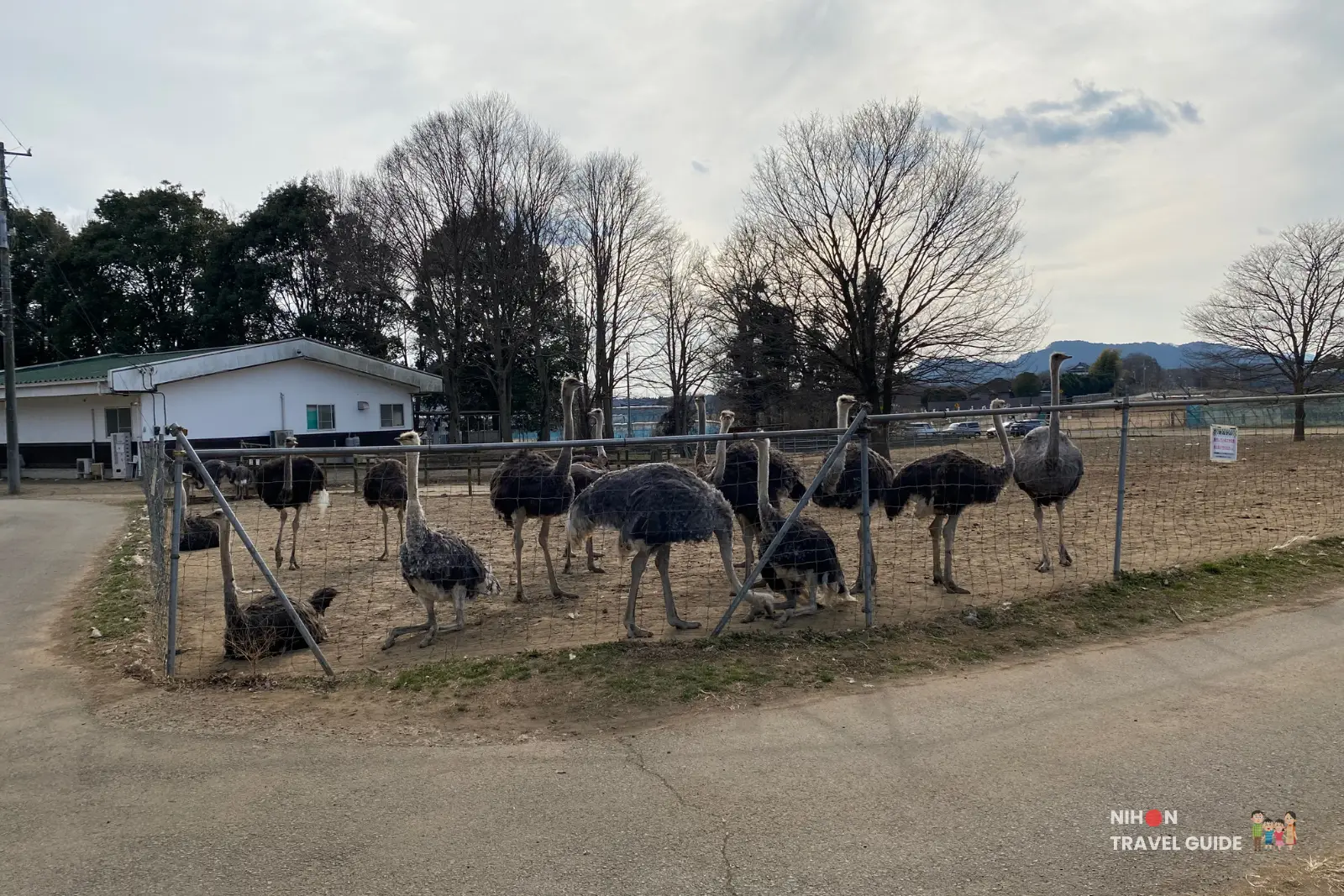 Large group of African Black ostriches gathered together in an open enclosure at Ishioka Ostrich Farm in Ibaraki, with Mount Tsukuba visible in the background.