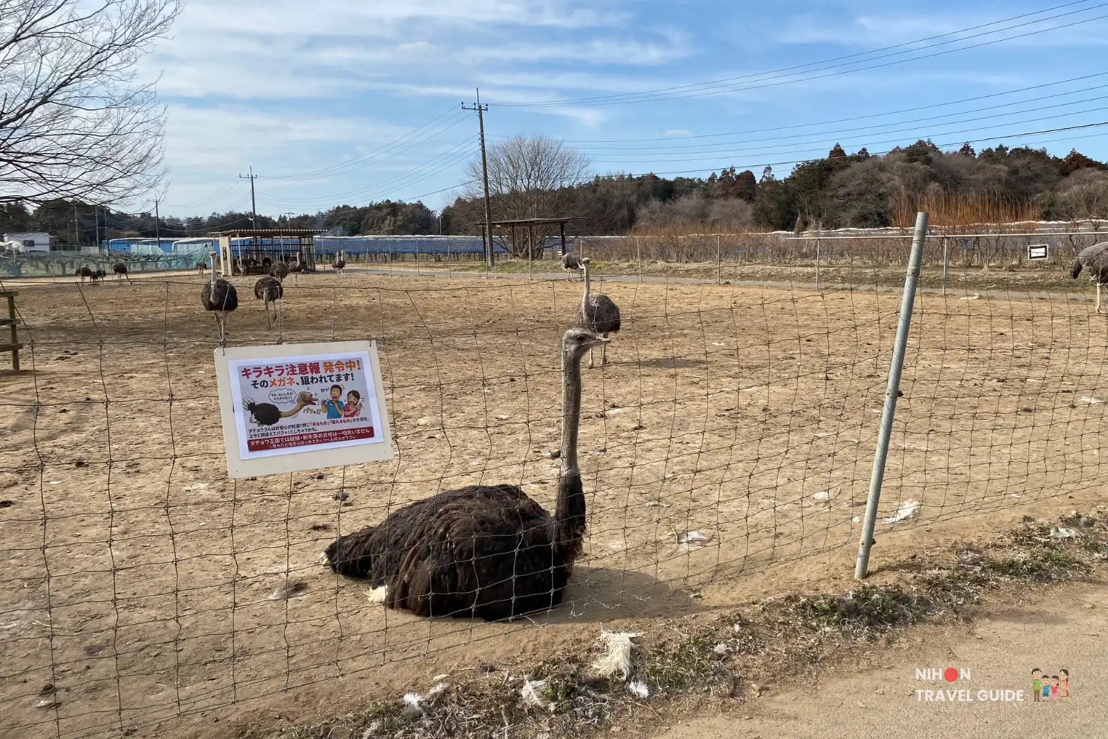 Ostrich resting by a fence at Ishioka Ostrich Farm with a warning sign about shiny objects and more ostriches in the background.