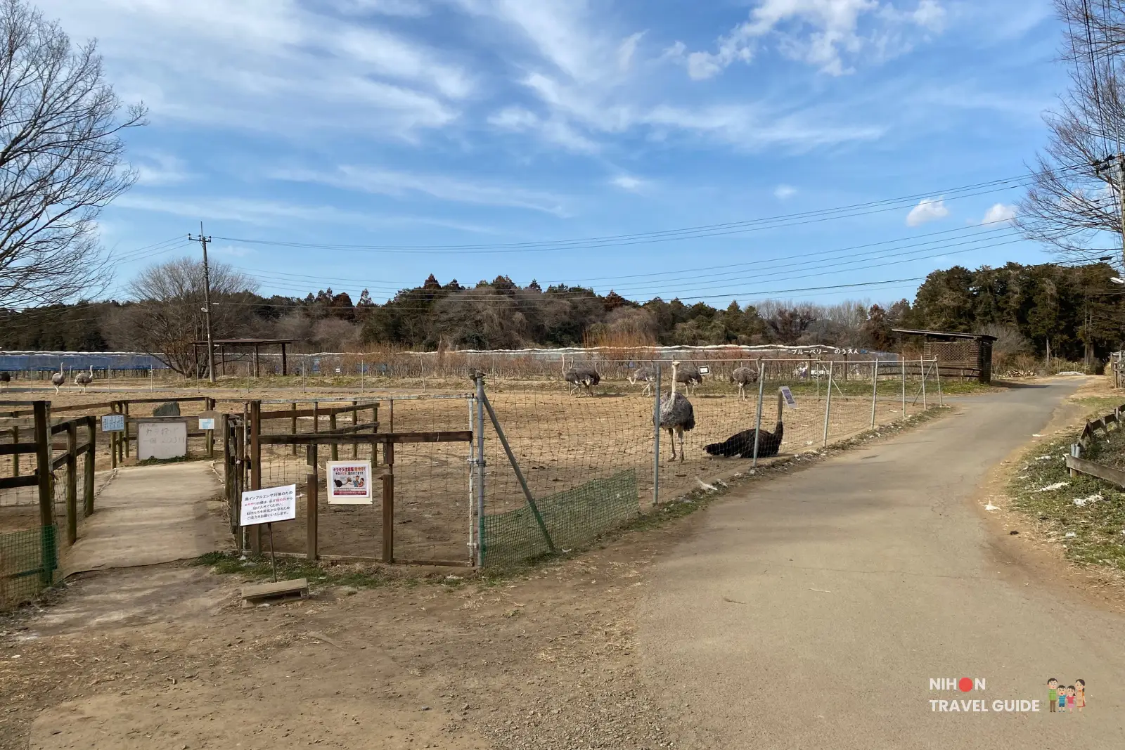 Path running beside ostrich enclosures at Ishioka Ostrich Farm with several birds in a large fenced paddock under a blue sky.