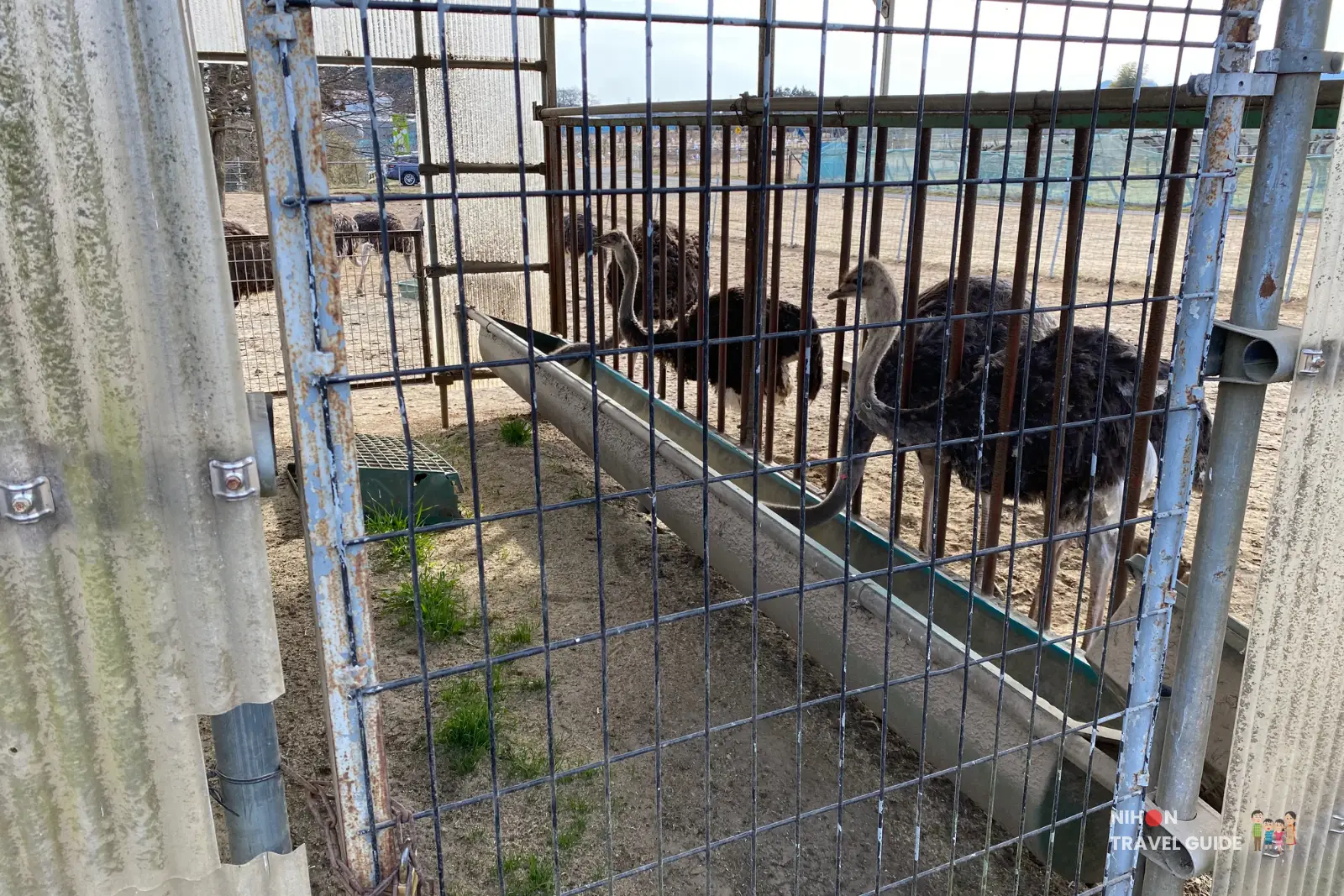 Ostriches eating from a long metal feeding trough inside a narrow fenced pen at Ishioka Ostrich Farm.