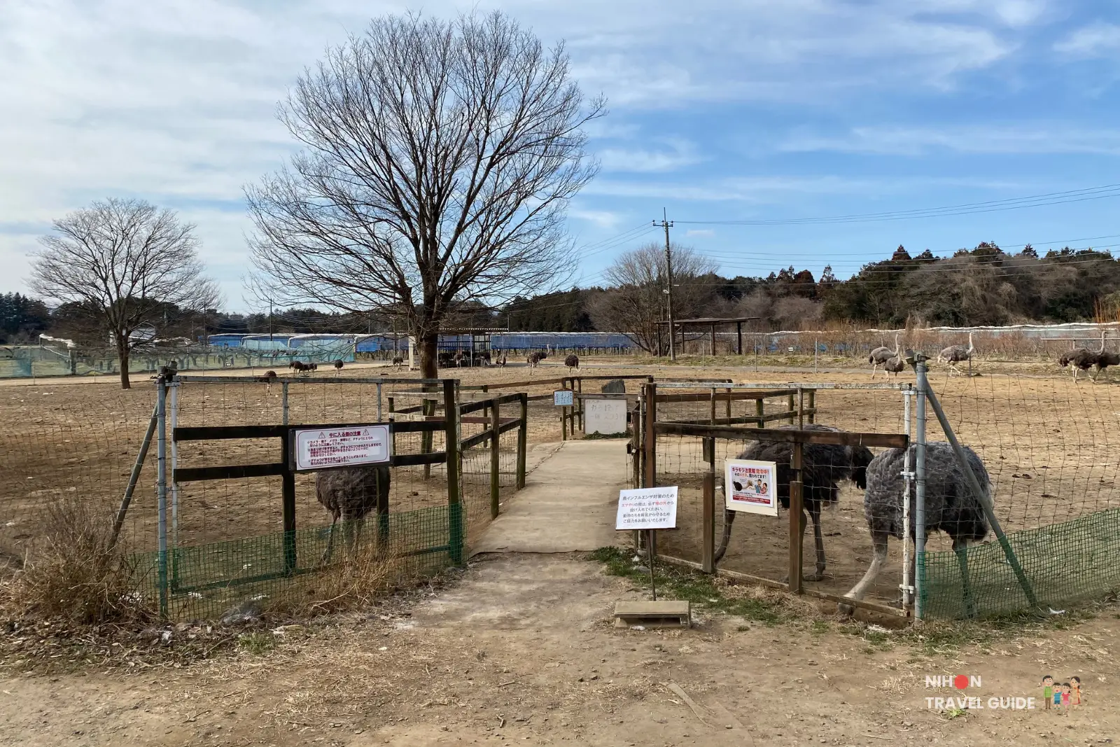 ishioka-ostrich-farm-ostrich-feeding Concrete walkway leading into an ostrich viewing area at Ishioka Ostrich Farm with fenced paddocks and bare winter trees.