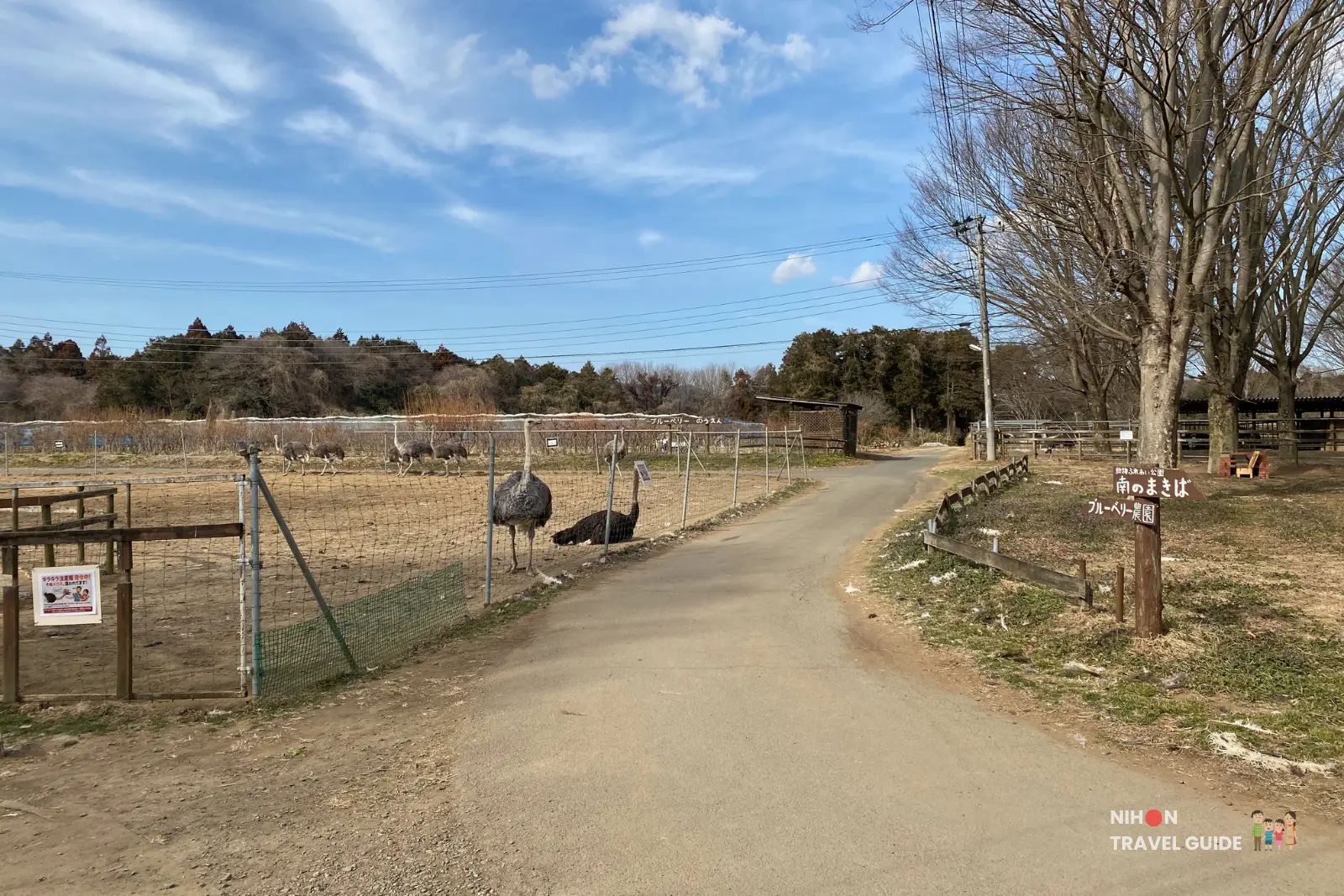 Ostrich paddock at Ishioka Ostrich Farm with birds by the fence and a paved path leading toward blueberry fields under a bright blue sky.