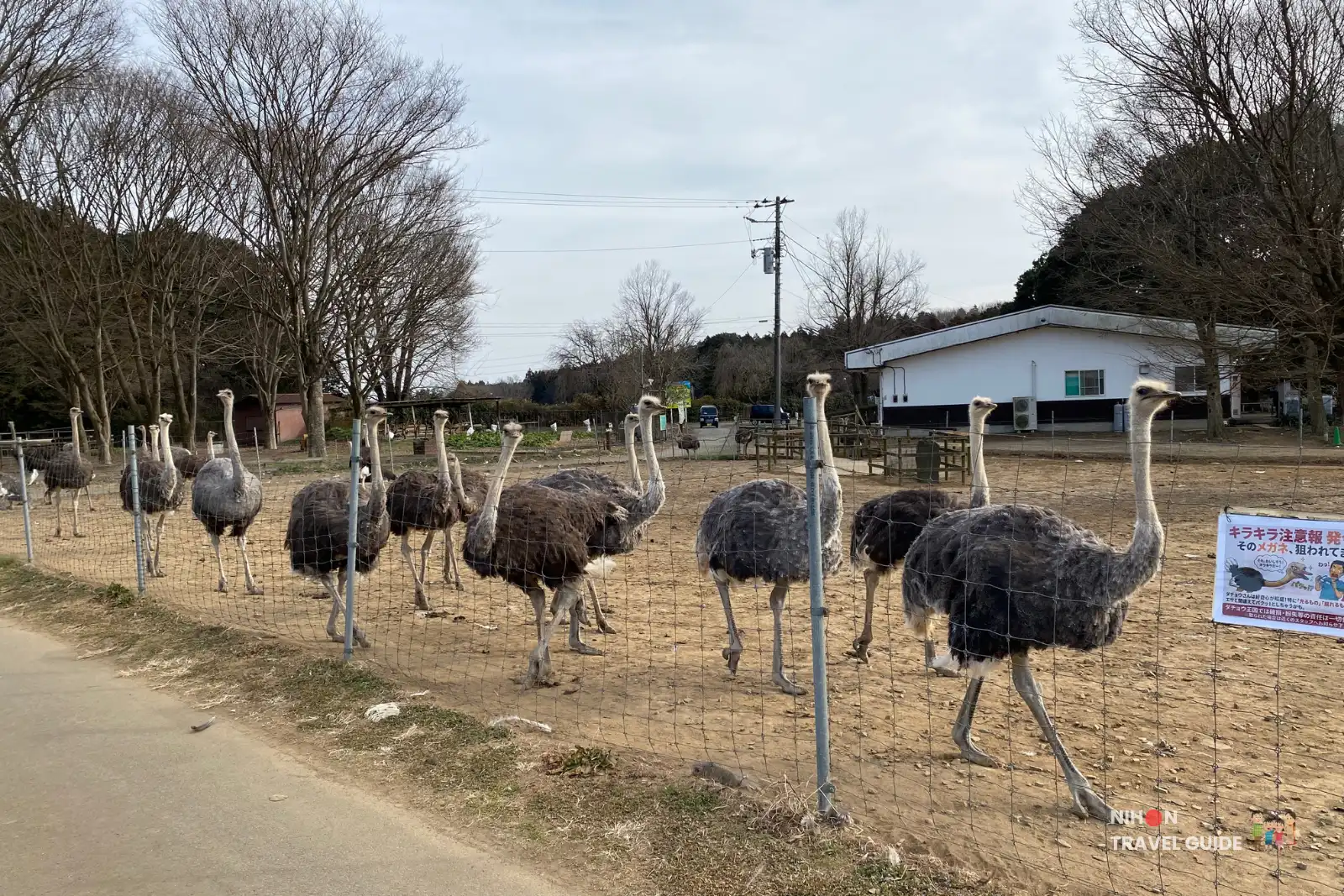 Flock of ostriches standing along a fence at Ishioka Ostrich Farm with bare trees and farm buildings in the background