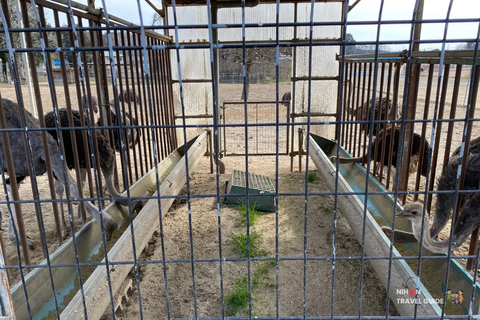 Inside view of an ostrich pen at Ishioka Ostrich Farm showing parallel feeding troughs and birds behind metal bars.