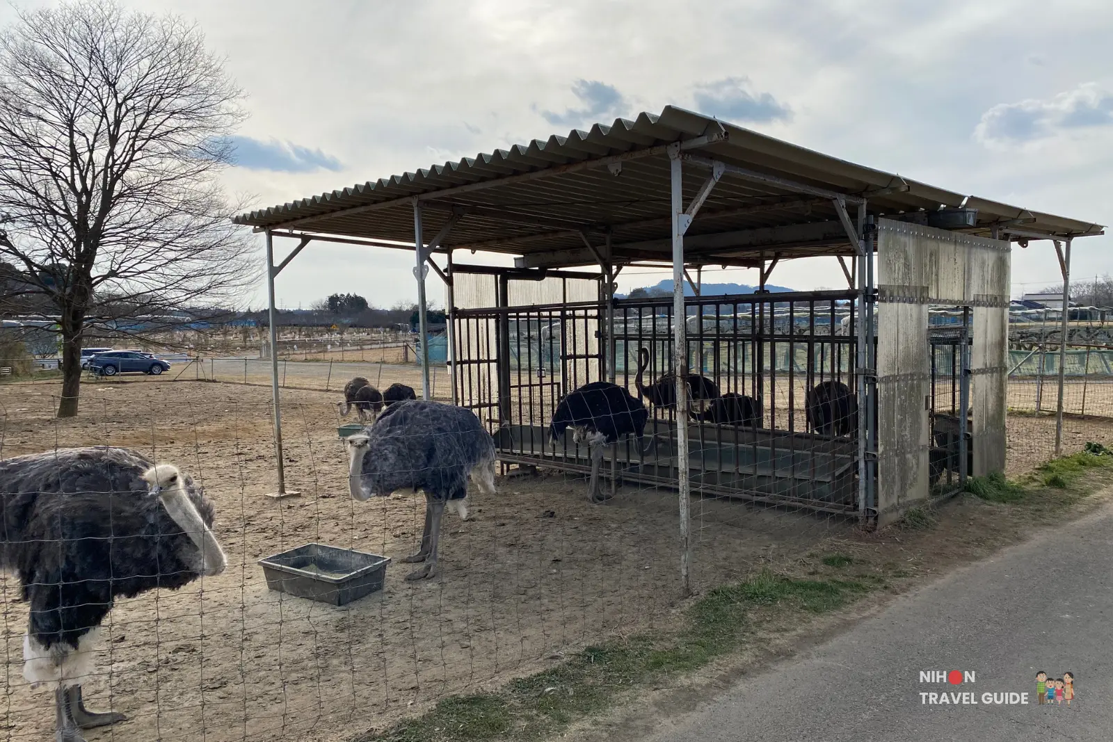 Ostriches standing around a roofed shelter and feeding pen at Ishioka Ostrich Farm on a cloudy day. 