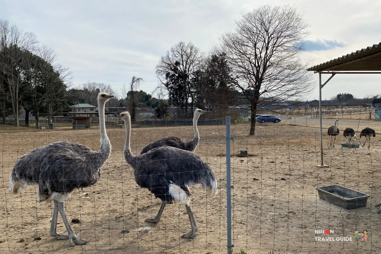 Two African Black ostriches walking along the wire fence enclosure at Ishioka Ostrich Farm in Ibaraki, with more ostriches feeding in the background.