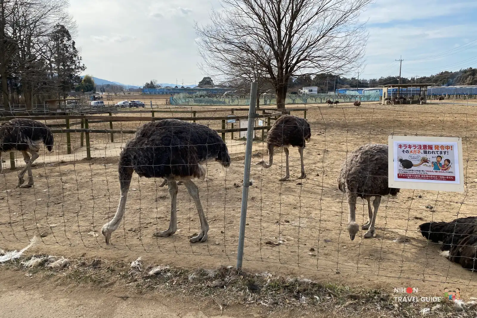 Ostriches pecking the ground along the wire fence at Ishioka Ostrich Farm, with a Japanese warning sign cautioning visitors that ostriches are attracted to shiny objects like glasses.