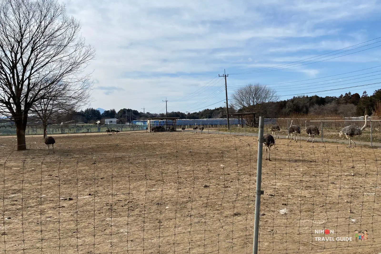ishioka-ostrich-farm-wide-view-large-enclosure-ibaraki Wide view of the main ostrich enclosure at Ishioka Ostrich Farm in Ibaraki, showing multiple African Black ostriches roaming freely across a large open sandy area.