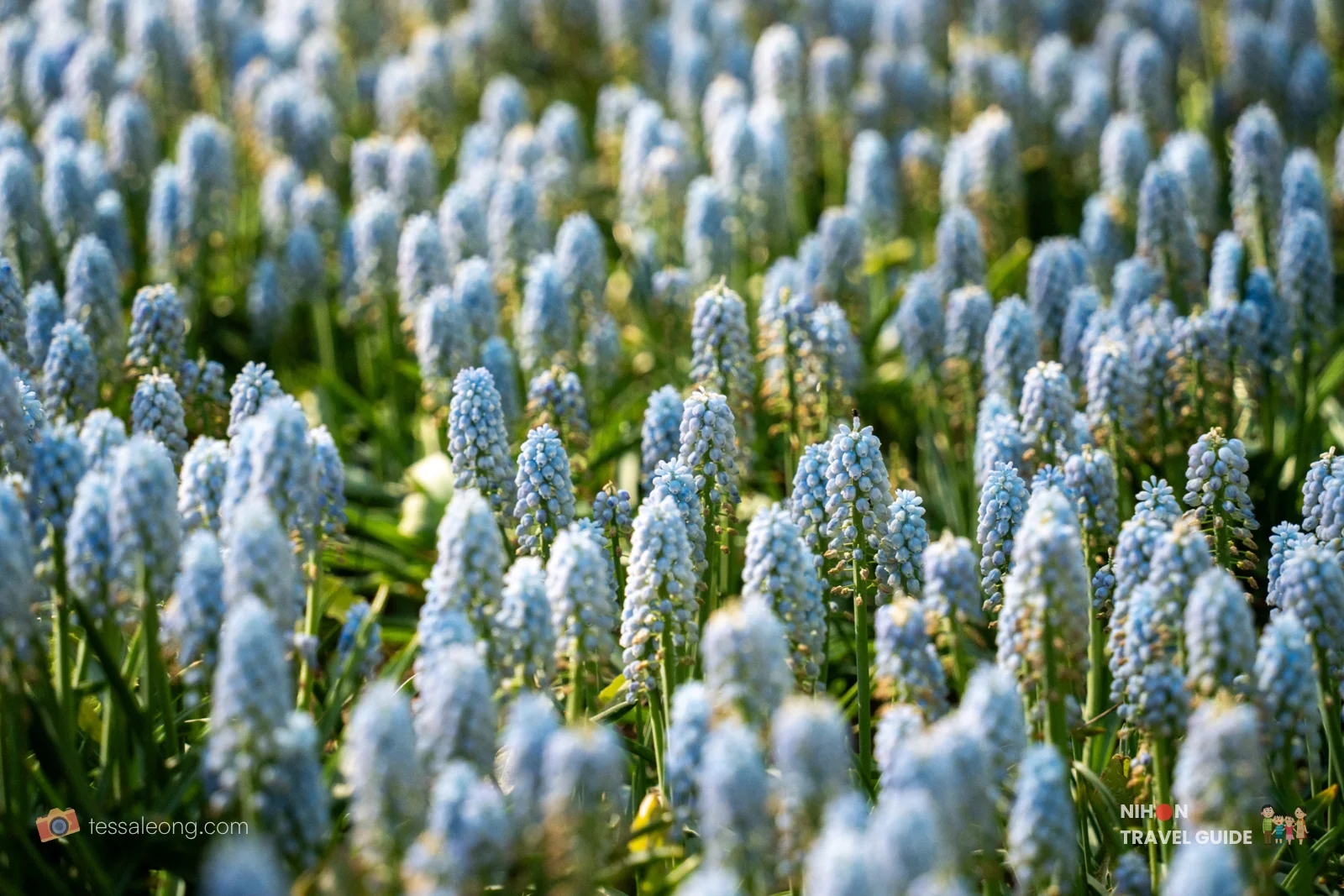 Dense field of blue Grape Hyacinths in the Eggs Forest (Tamago no Mori) at Hitachi Seaside Park. These charming blue flowers are often planted alongside tulips for a beautiful spring display.