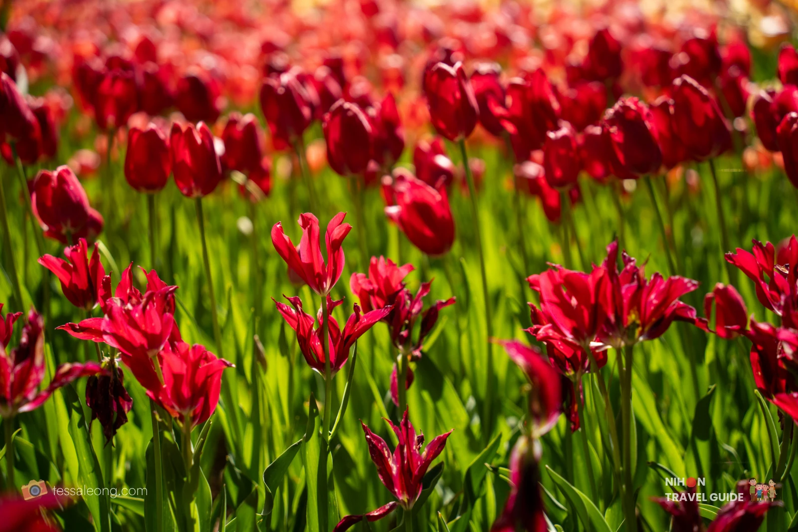 Vibrant deep red tulips blooming beautifully in the Eggs Forest (Tamago no Mori) at Hitachi Seaside Park. The rich red tulip beds create a striking display under the sunlight during spring.