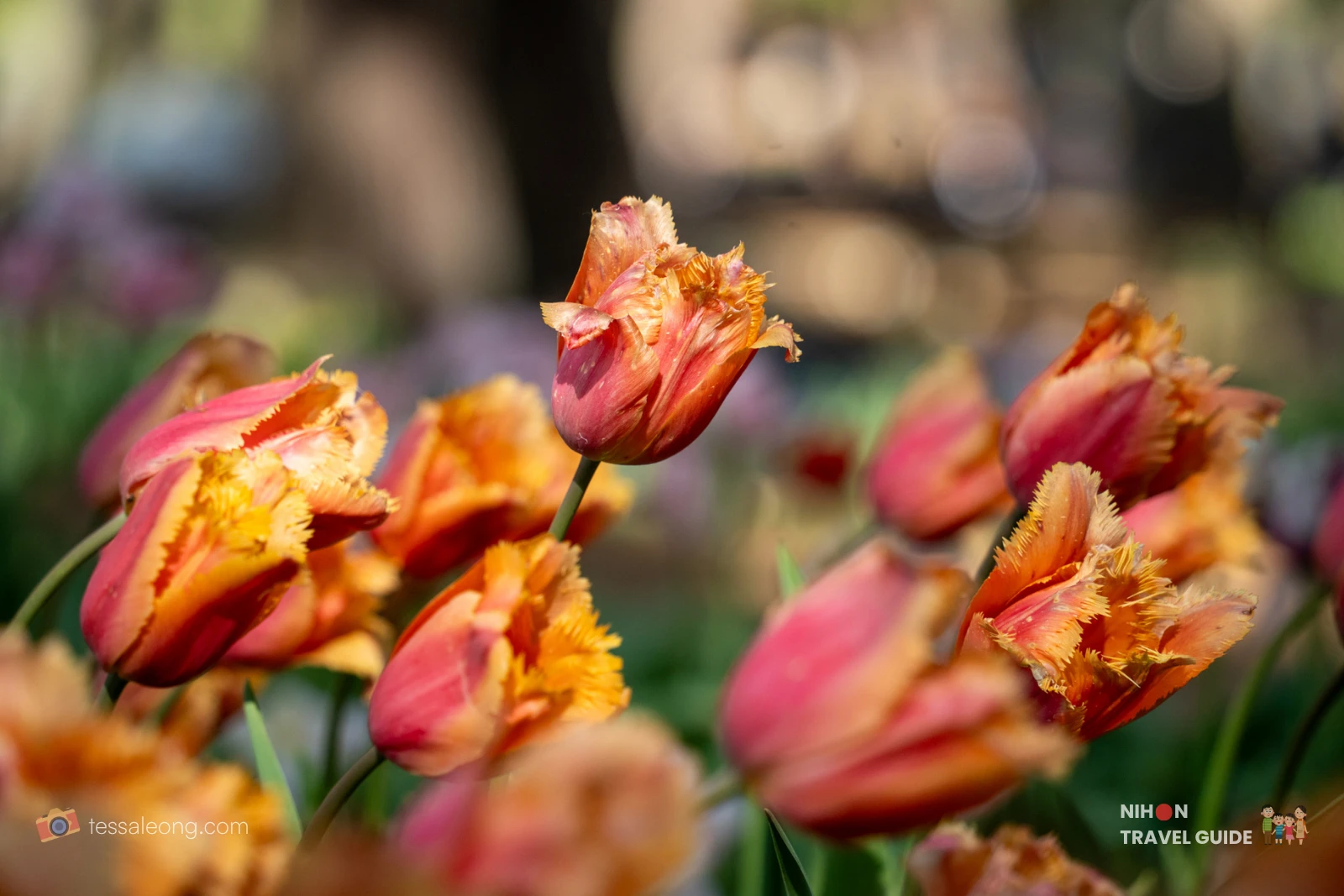 Close-up of pink-and-orange fringed tulips in a sunlit garden, with a soft, blurred background.