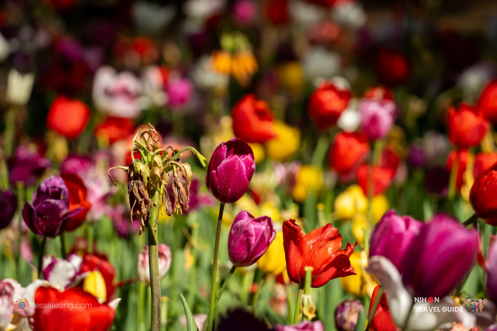 Beautiful close-up of red, magenta, and purple tulips blooming in the Eggs Forest (Tamago no Mori) at Hitachi Seaside Park. The colorful Dutch-style tulip beds are a highlight of the spring season.