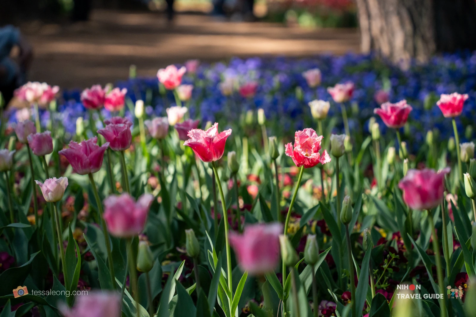 Stunning pink fringed (parrot-style) tulips in the Eggs Forest (Tamago no Mori) at Hitachi Seaside Park. These elegant ruffled pink tulips create a romantic display among the colorful spring flower beds.