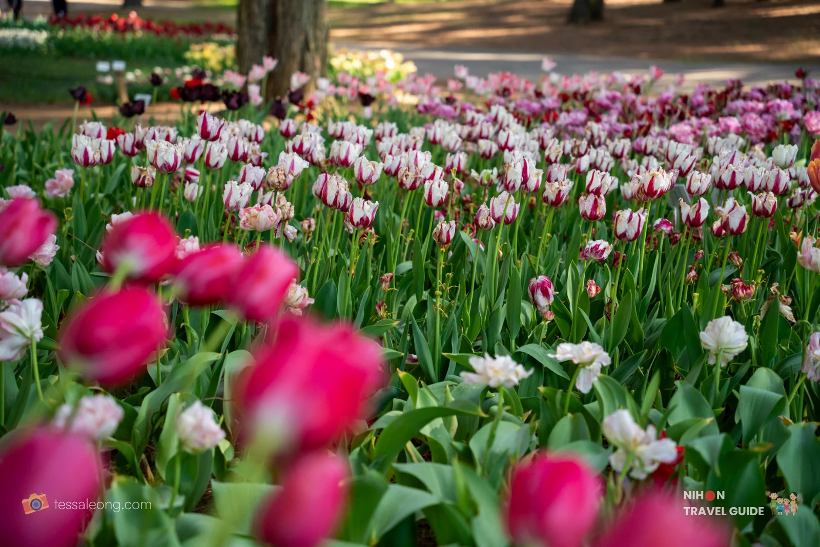 Colorful display of pink, red, and white tulips (including striking bicolor varieties) blooming in the Eggs Forest (Tamago no Mori) at Hitachi Seaside Park. A vibrant spring scene with layered tulip beds.
