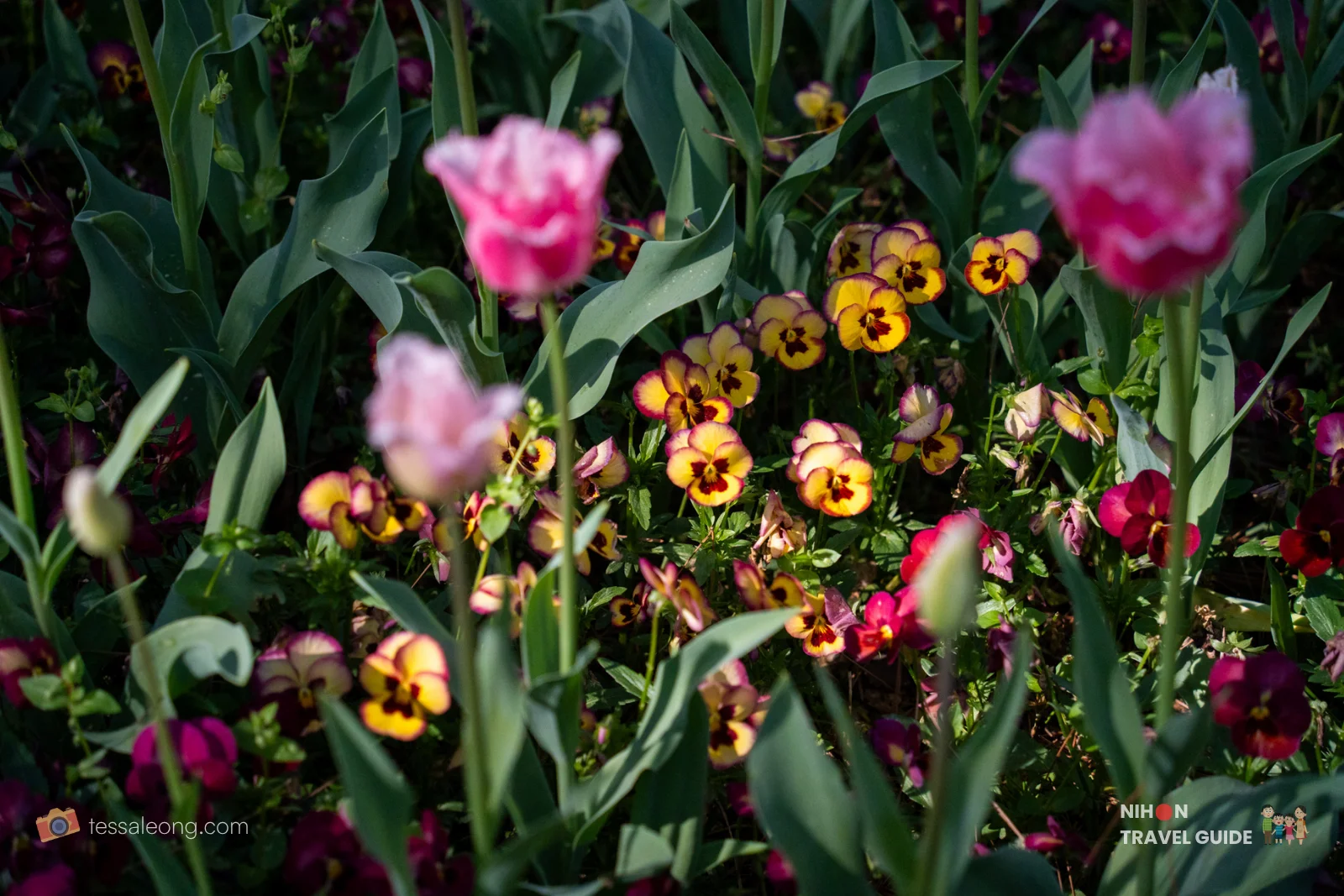 Beautiful combination of soft pink tulips and bright yellow-purple pansies blooming together in the Eggs Forest (Tamago no Mori) at Hitachi Seaside Park. A classic spring flower pairing.