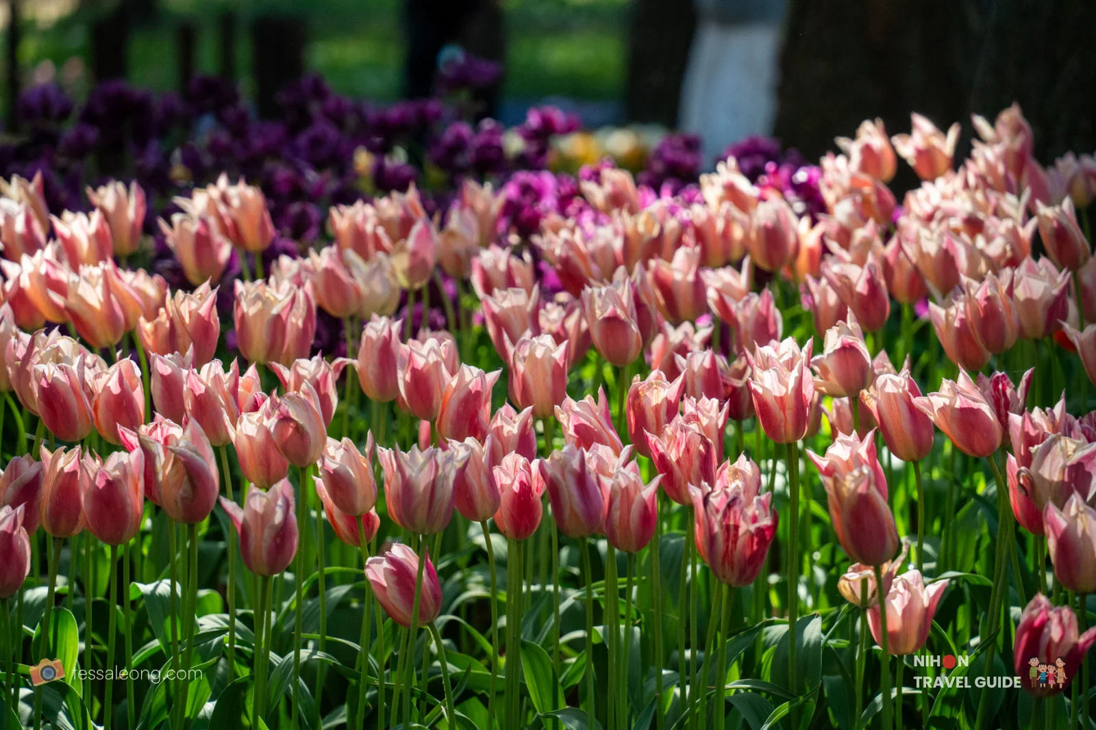 Delicate pink and white tulips in full bloom in the Eggs Forest (Tamago no Mori) at Hitachi Seaside Park. These elegant pink tulip beds create a romantic spring display under the trees.