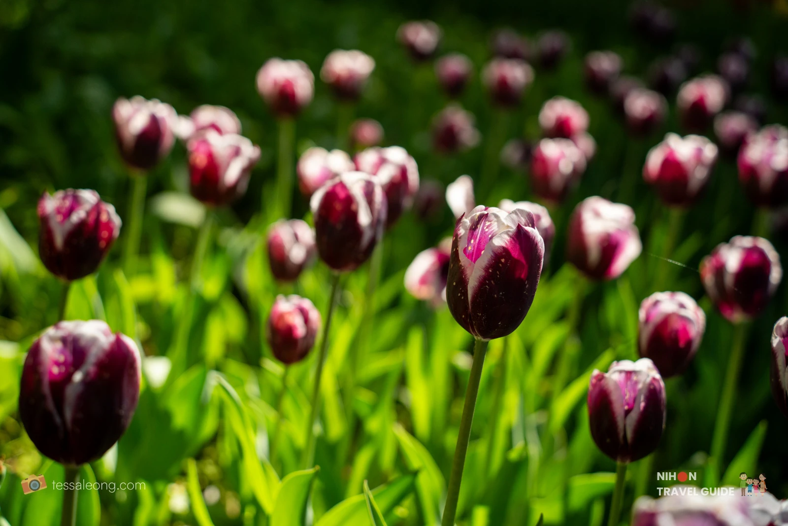 Close-up of elegant dark purple and white tulips in the Eggs Forest (Tamago no Mori) at Hitachi Seaside Park. These beautiful bi-color tulips are a highlight of the spring tulip display.