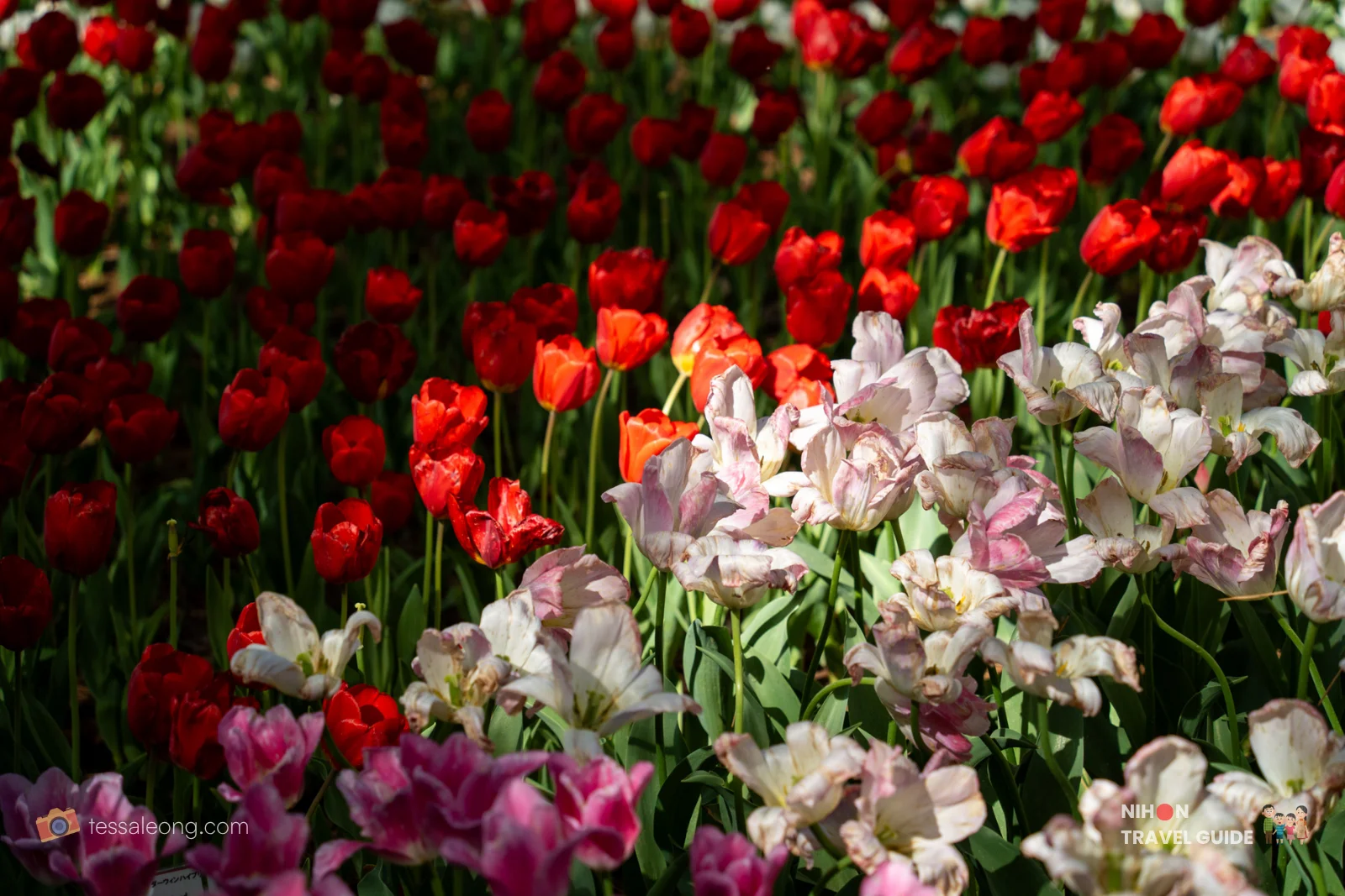Colorful display of red, pink, and white tulips in the Eggs Forest (Tamago no Mori) at Hitachi Seaside Park. The varied tulip beds create a vibrant spring scene under the tall trees.