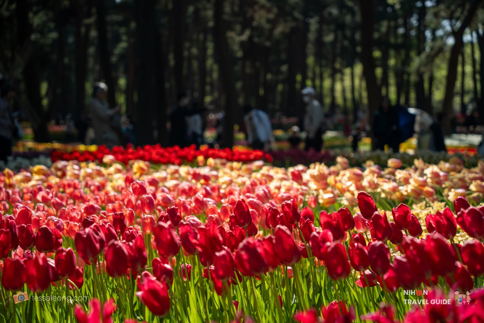 Striking sea of red tulips in the Eggs Forest (Tamago no Mori) at Hitachi Seaside Park. The bold red tulip beds create a beautiful contrast under the tall forest trees during spring.