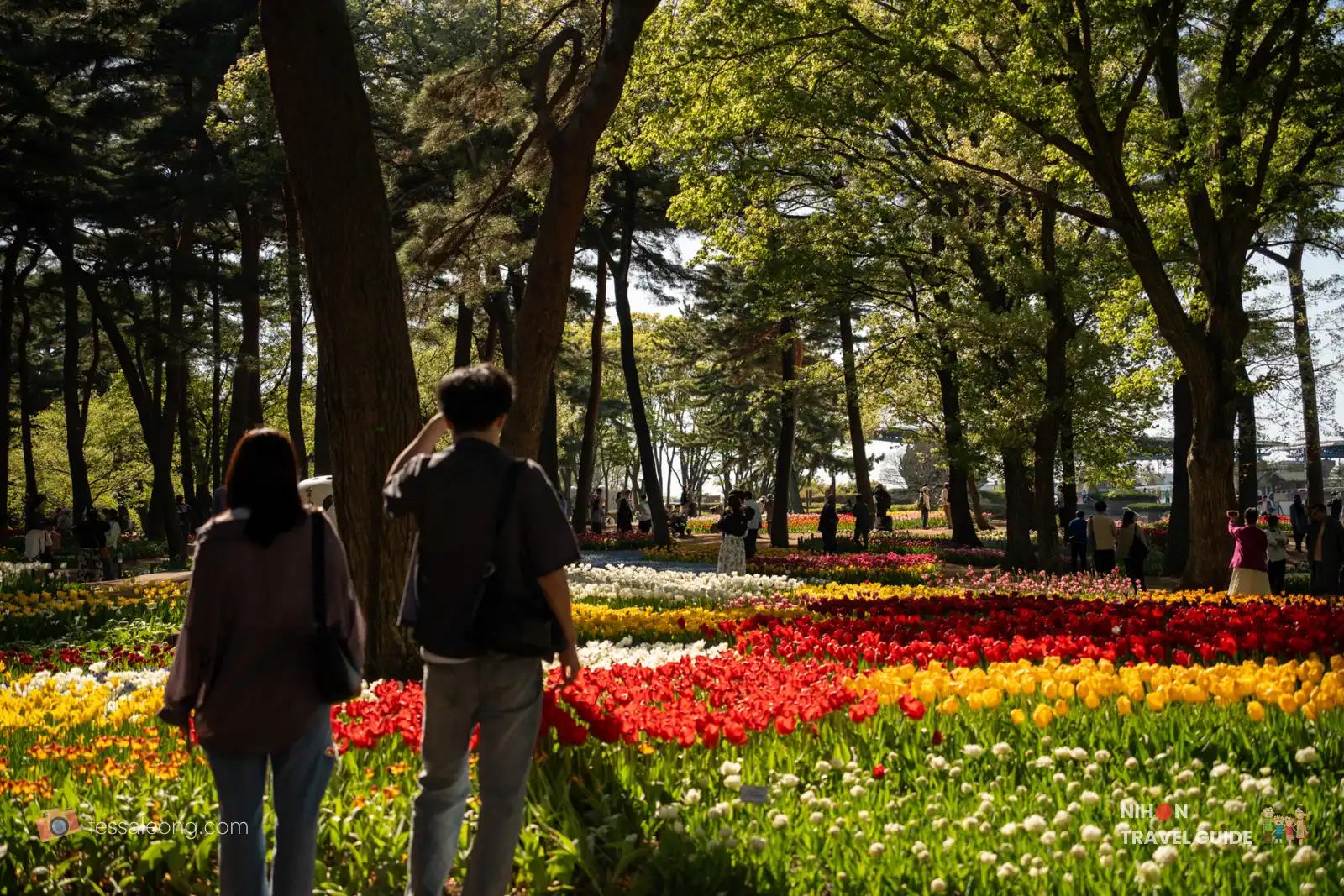 Beautiful view of the Eggs Forest Flower Garden at Hitachi Seaside Park. Vibrant multicolored tulips planted in Dutch-style beds under a canopy of tall trees — a popular photo spot during spring.