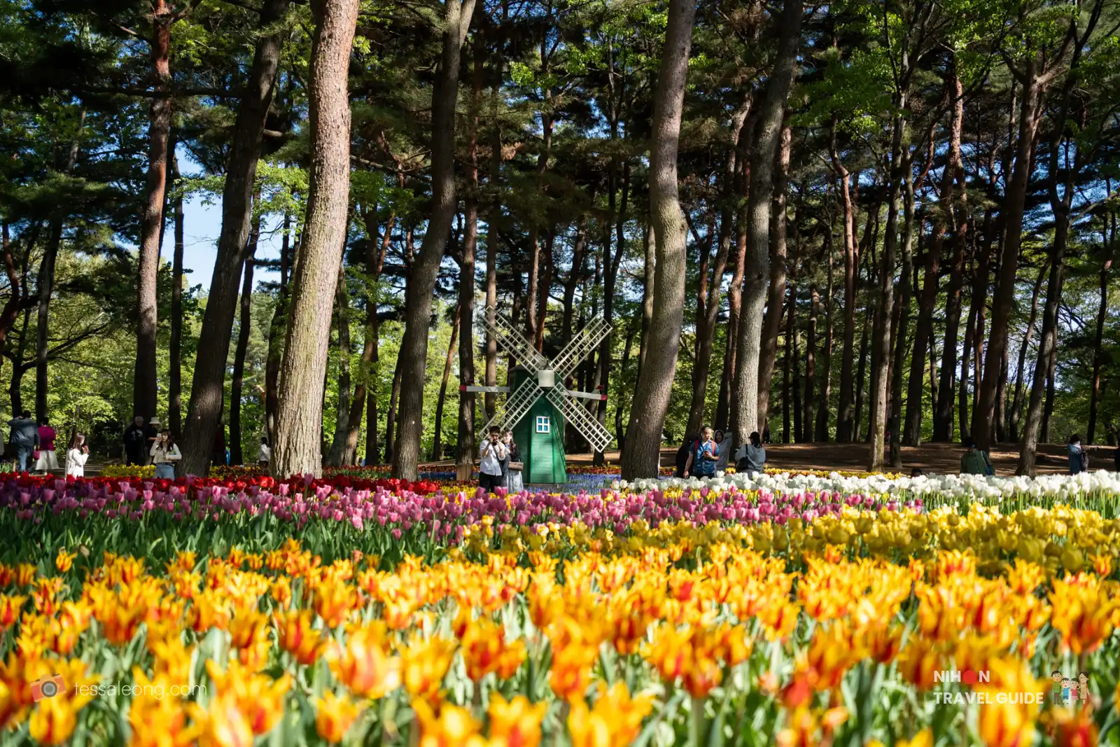 Classic view of the Dutch-style windmill in the Eggs Forest (Tamago no Mori) at Hitachi Seaside Park, with vibrant fields of yellow, orange, pink, and red tulips under tall pine trees.