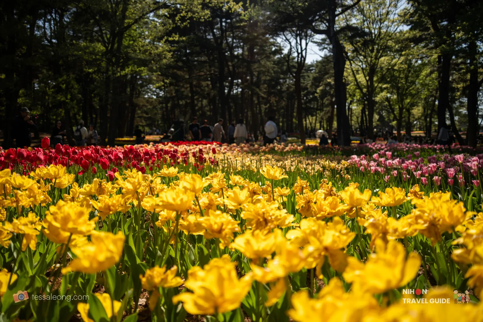 Vibrant field of yellow tulips in the Eggs Forest at Hitachi Seaside Park. The cheerful yellow tulip beds contrast beautifully with the surrounding pine trees during spring.