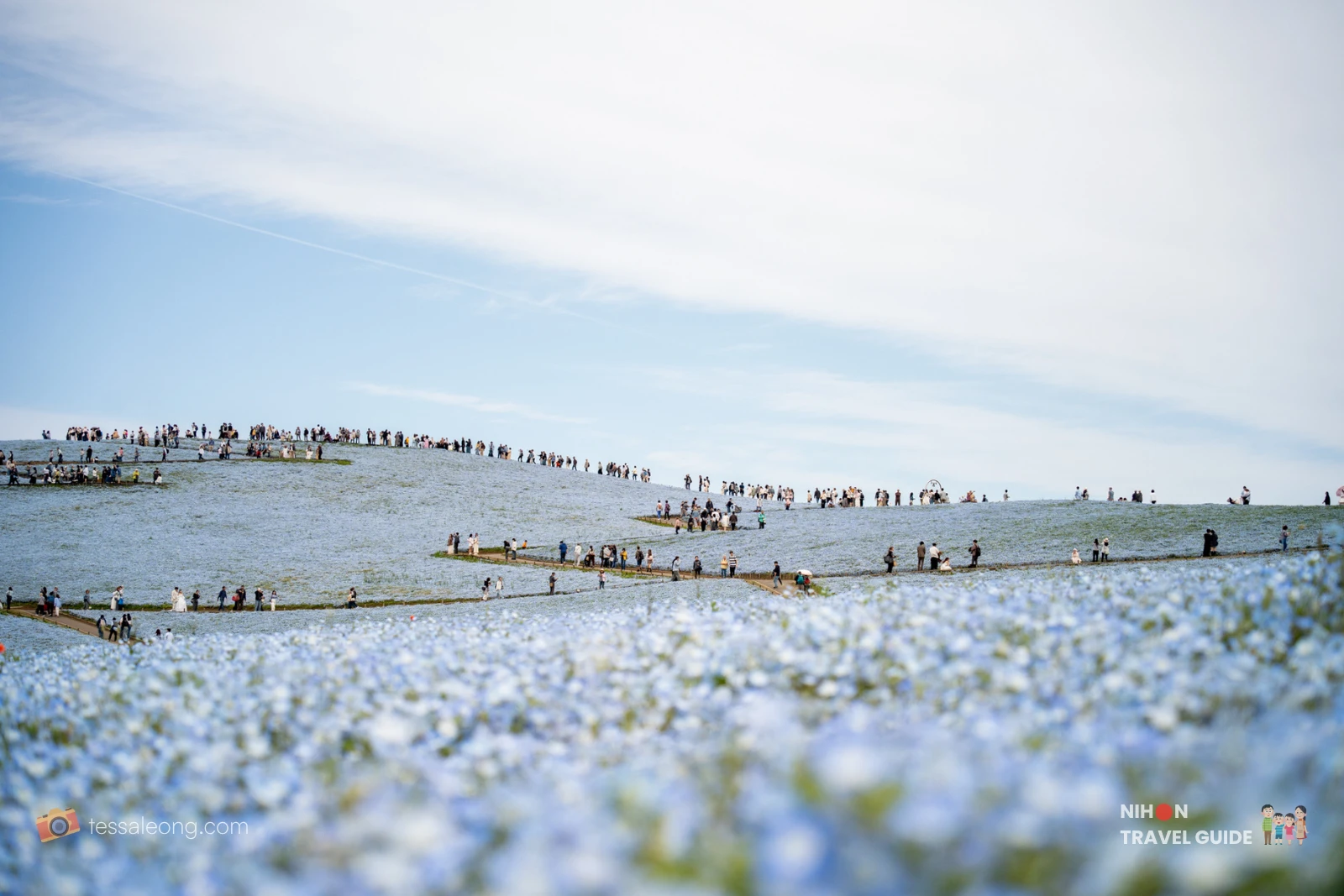 Popular panoramic view of Miharashi Hill at Hitachi Seaside Park during Nemophila season. Thousands of visitors enjoy the vast sea of blue flowers on a clear sunny day.