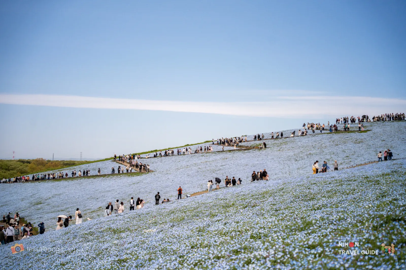 Panoramic view of Miharashi Hill covered in blue Nemophila flowers with many visitors on the walking paths during peak season.