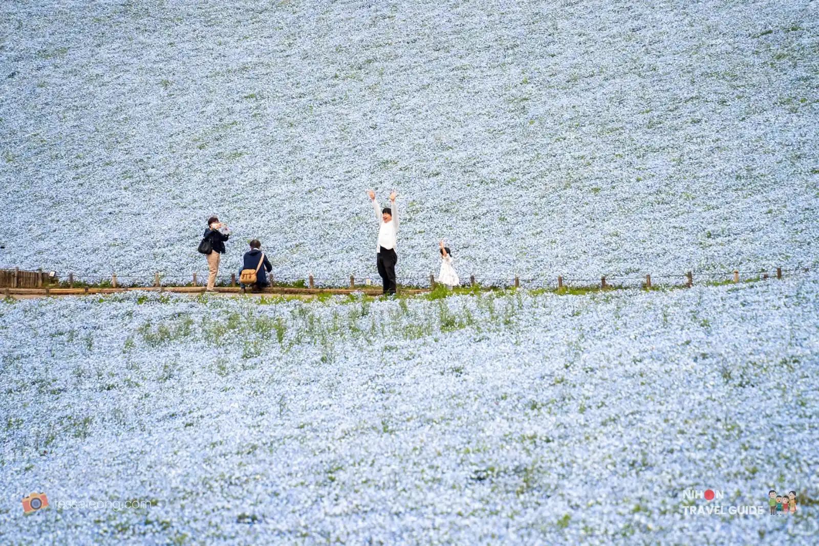 Happy visitors walking through the stunning Nemophila flower fields on Miharashi Hill at Hitachi Seaside Park. A memorable moment with a person celebrating surrounded by millions of blue flowers.