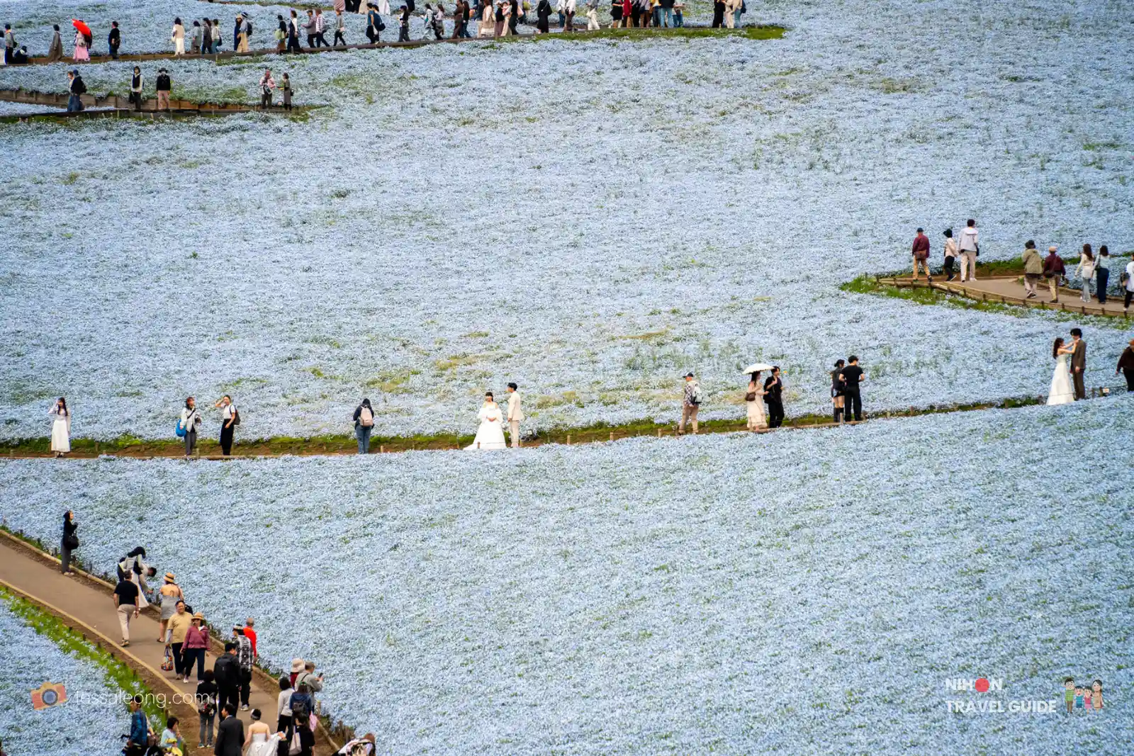 Popular scene at Miharashi Hill during peak Nemophila season at Hitachi Seaside Park. Lots of wedding couples taking wedding photos with the breathtaking blue flower carpet covering the rolling hills.