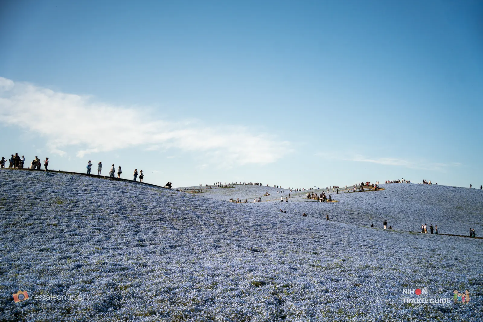 Panoramic wide view of Miharashi Hill covered in a vast sea of blue Nemophila flowers at Hitachi Seaside Park, with visitors walking along the ridge.
