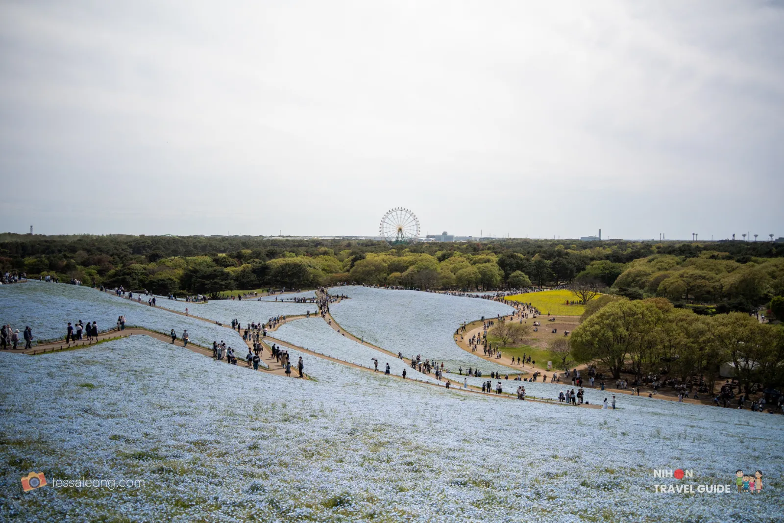 Stunning wide-angle panorama of the famous Nemophila flower fields on Miharashi Hill at Hitachi Seaside Park. The Blue Eyes Ferris Wheel can be seen in the background among the vast sea of blue flowers.