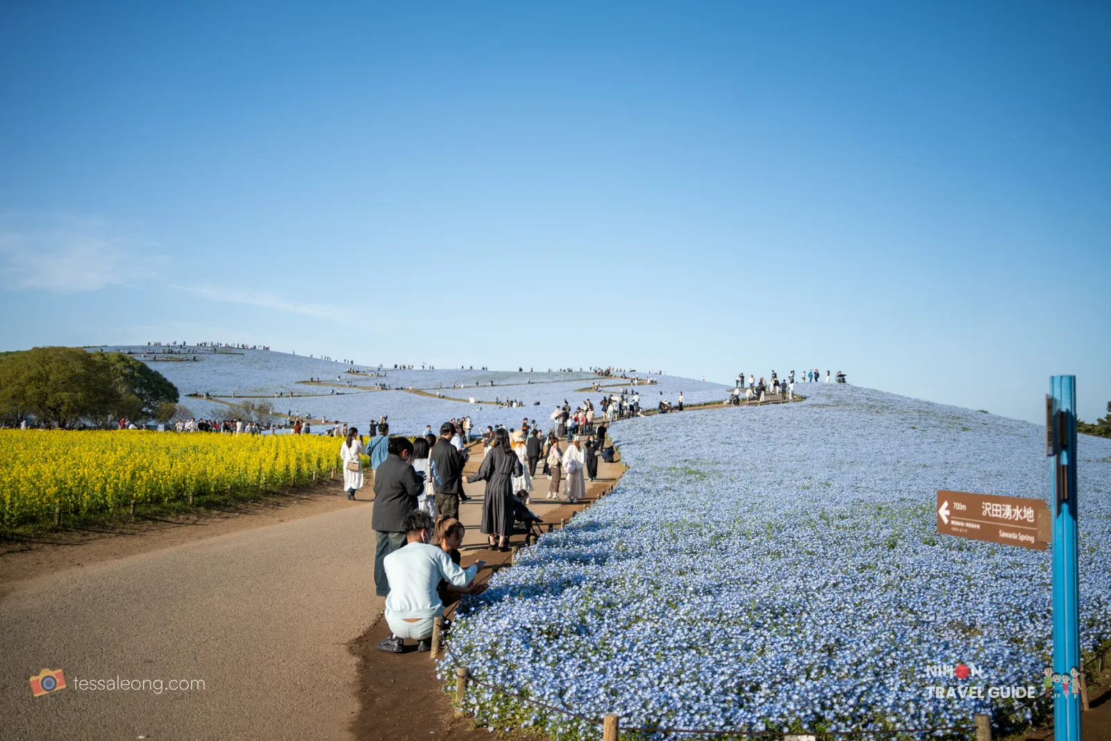Visitors walking along the wooden path on Miharashi Hill surrounded by vast blue Nemophila flower fields at Hitachi Seaside Park.