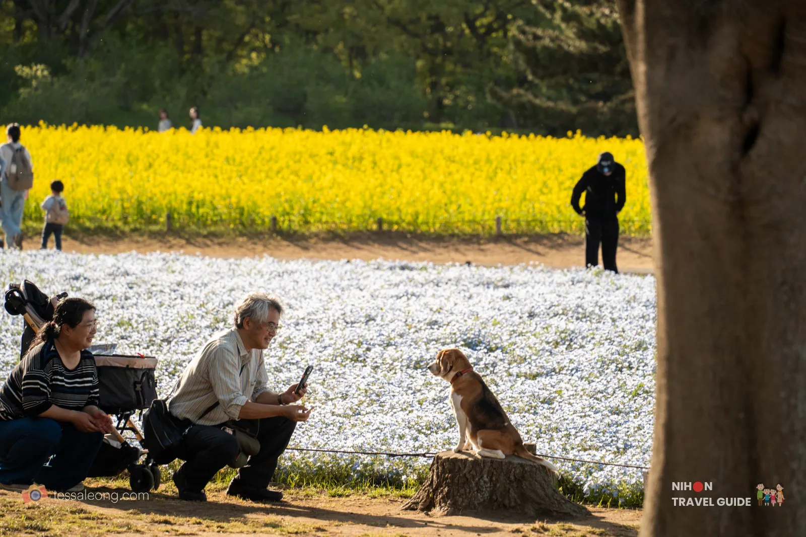Heartwarming moment of an elderly couple interacting with their beagle sitting on a tree stump, with a beautiful field of blue Nemophila flowers in the background at Hitachi Seaside Park.