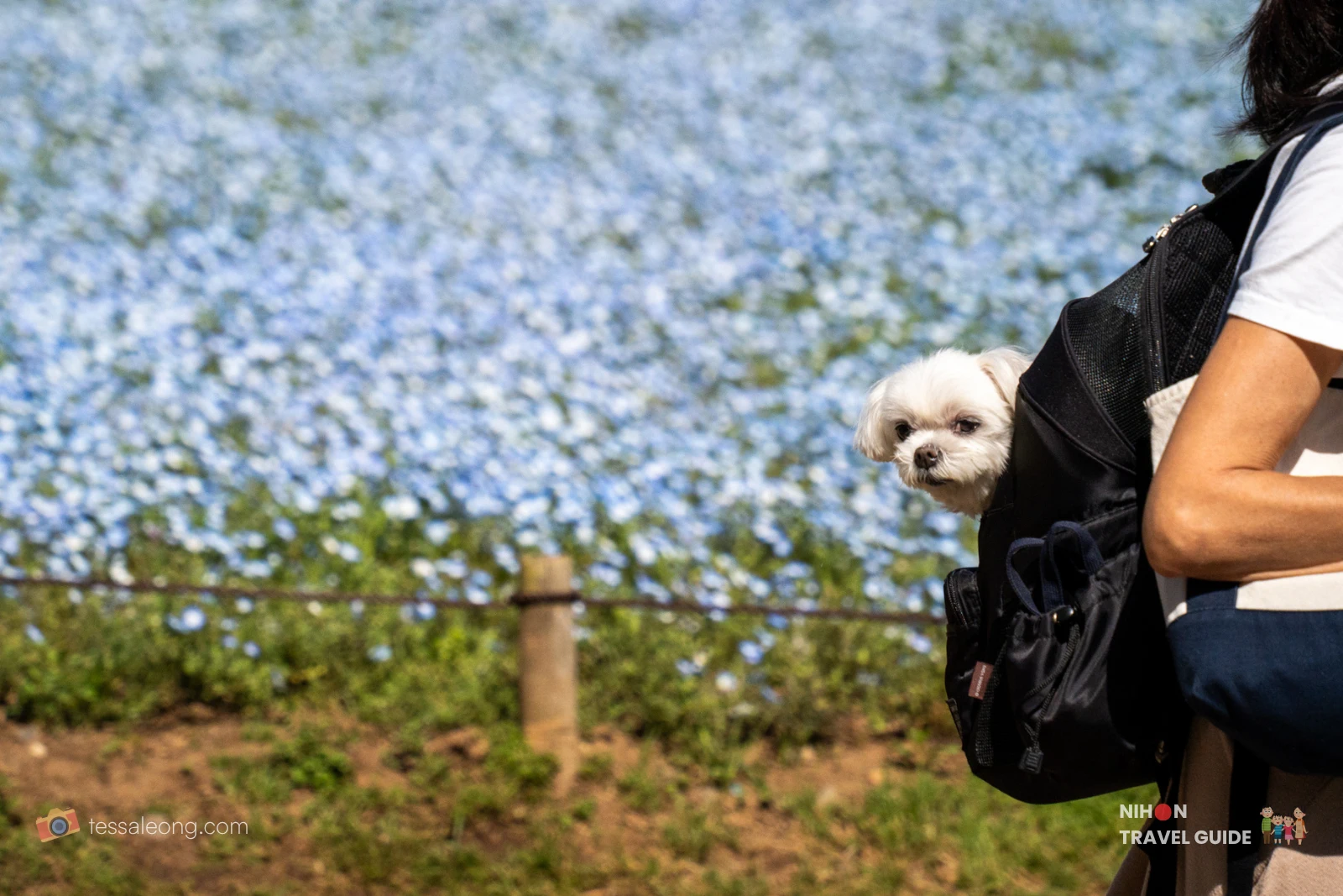 Adorable small white dog peeking out of a backpack with the sea of blue Nemophila flowers in the background at Hitachi Seaside Park.