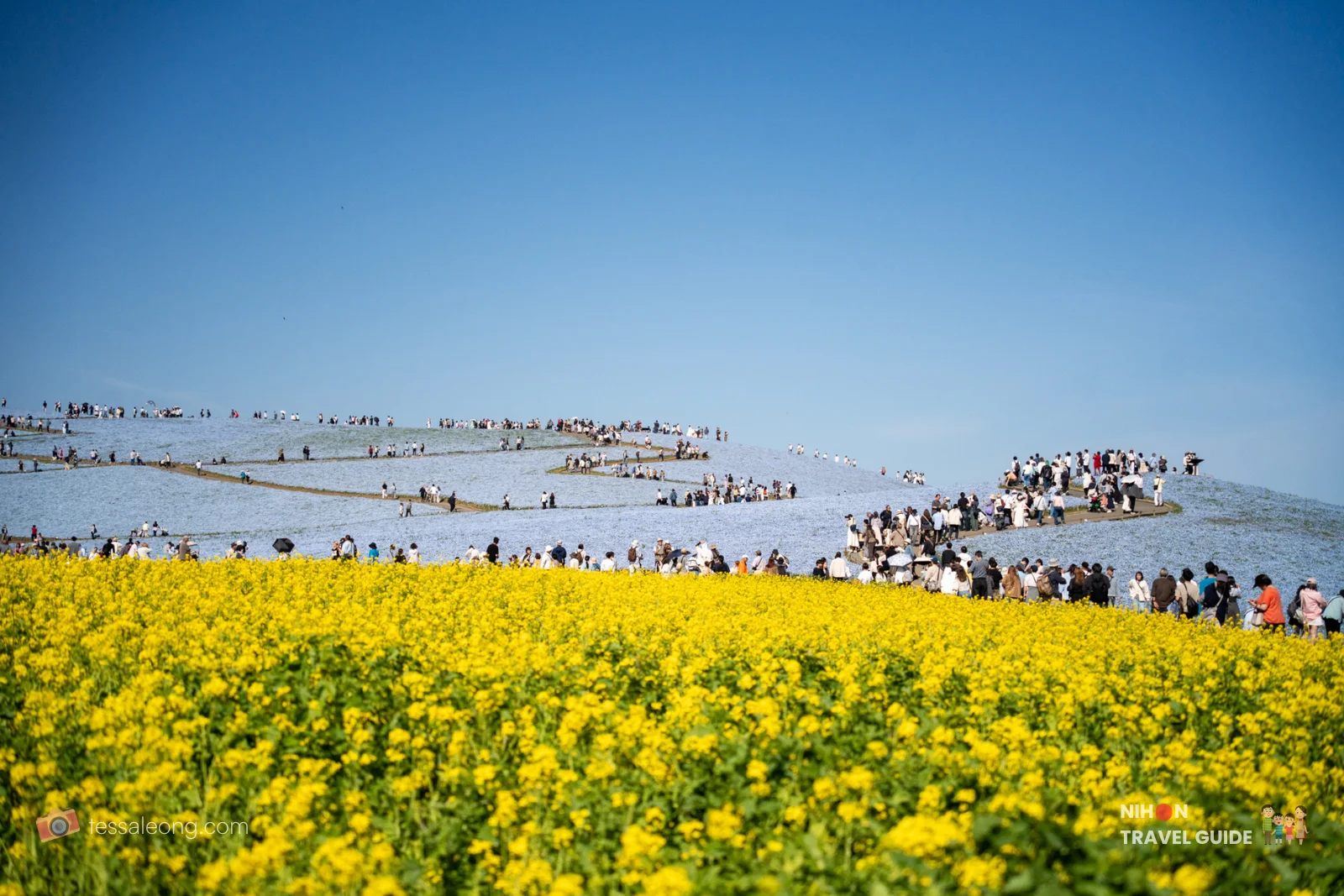 The iconic view of nemophila fields at Hitachi Seaside Park with lunchtime lighting. 