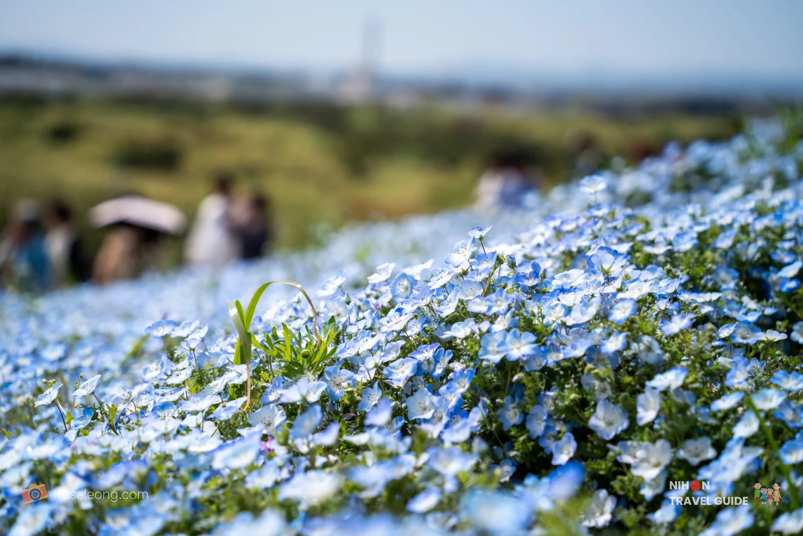 Detailed close-up of Nemophila flowers in full bloom at Miharashi Hill, Hitachi Seaside Park. The delicate blue petals create a stunning carpet during the spring season.