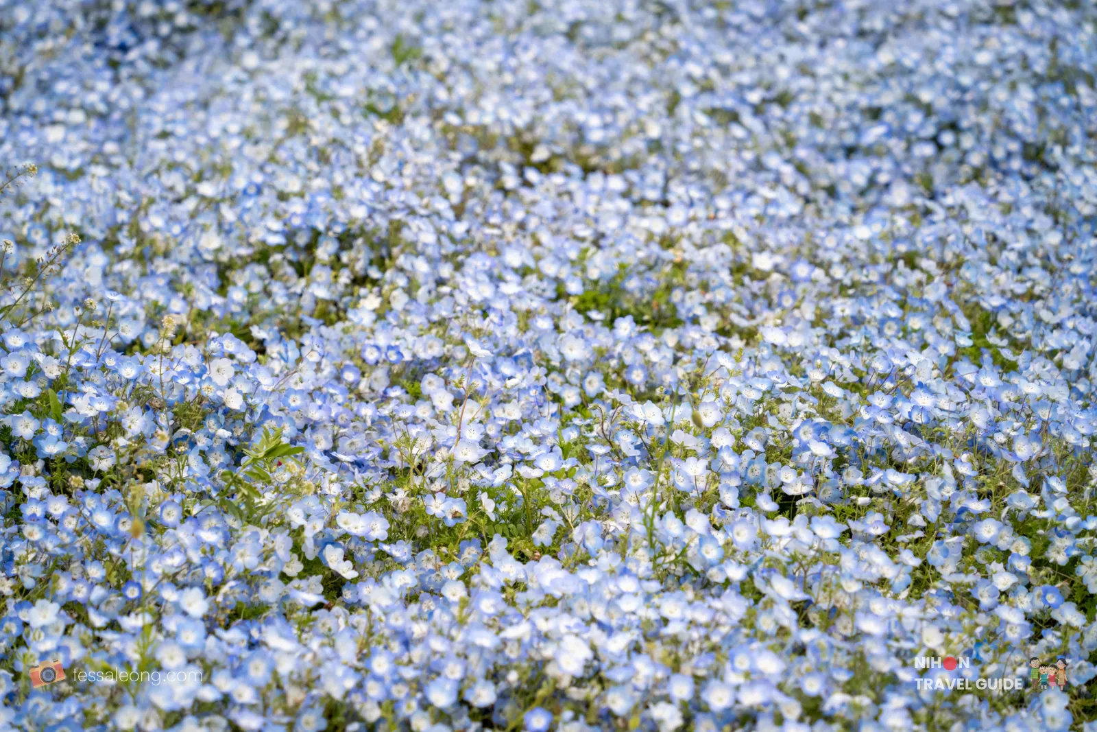 Close-up view of millions of delicate blue Nemophila (Baby Blue Eyes) flowers creating a thick, vibrant carpet at Miharashi Hill, Hitachi Seaside Park.