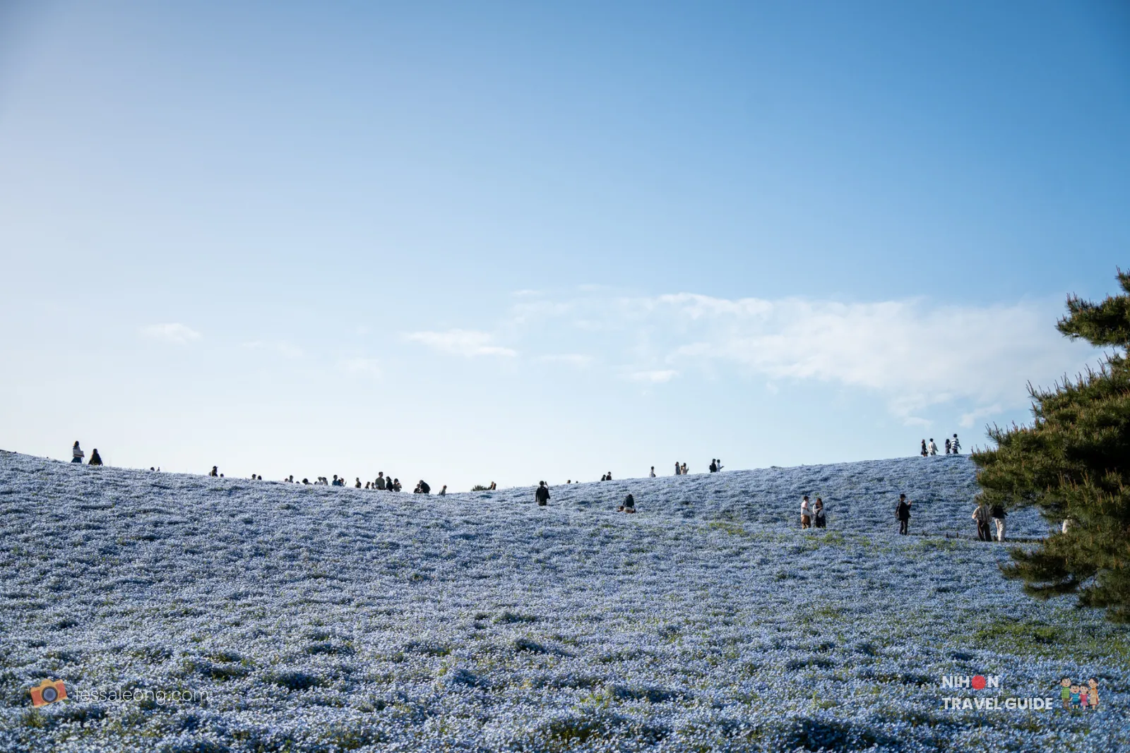 The iconic view of nemophila fields at Hitachi Seaside Park with evening lighting.