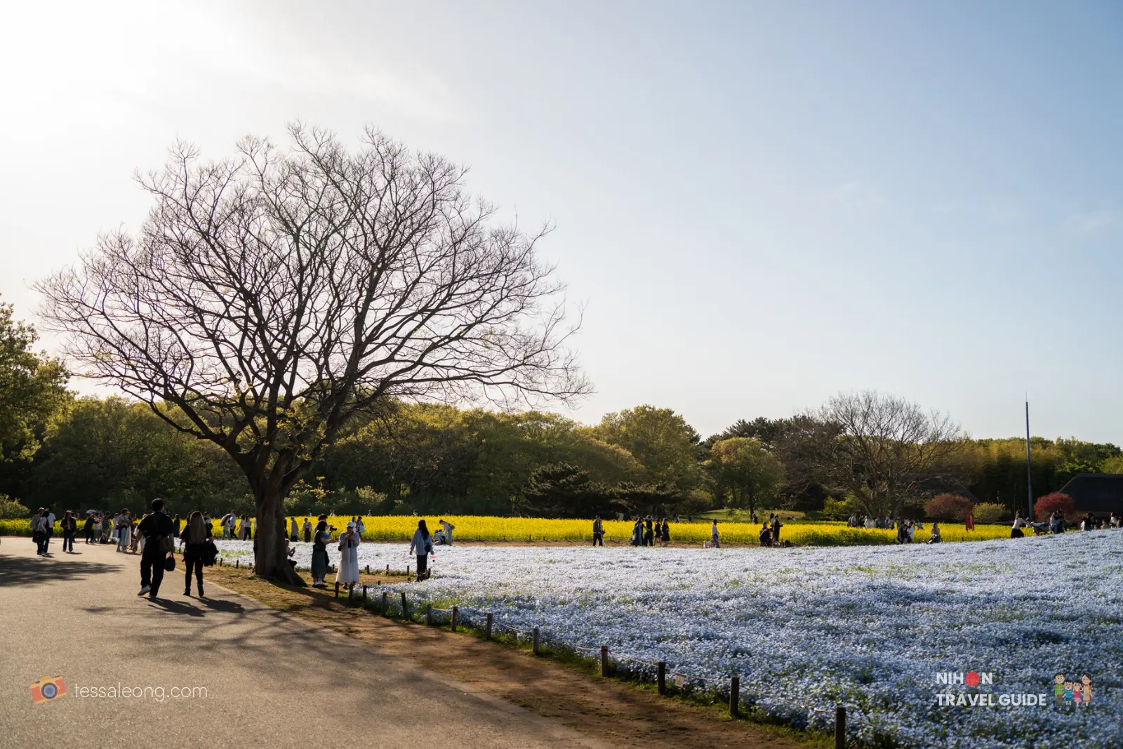 Scenic view at Hitachi Seaside Park with a large tree, yellow rape blossoms, and the blue Nemophila flower fields in the background.