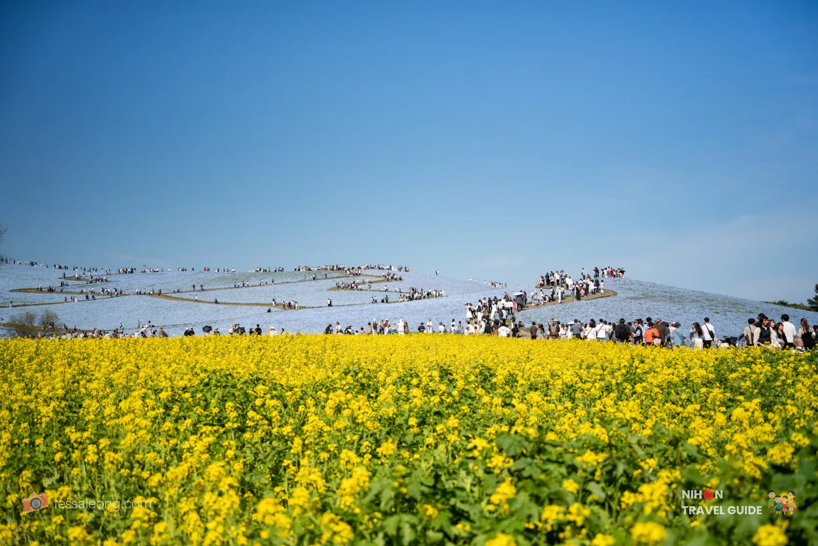 Yellow rape blossoms (nanohana) in the foreground with the iconic blue Nemophila-covered Miharashi Hill and crowds of visitors in the background at Hitachi Seaside Park.