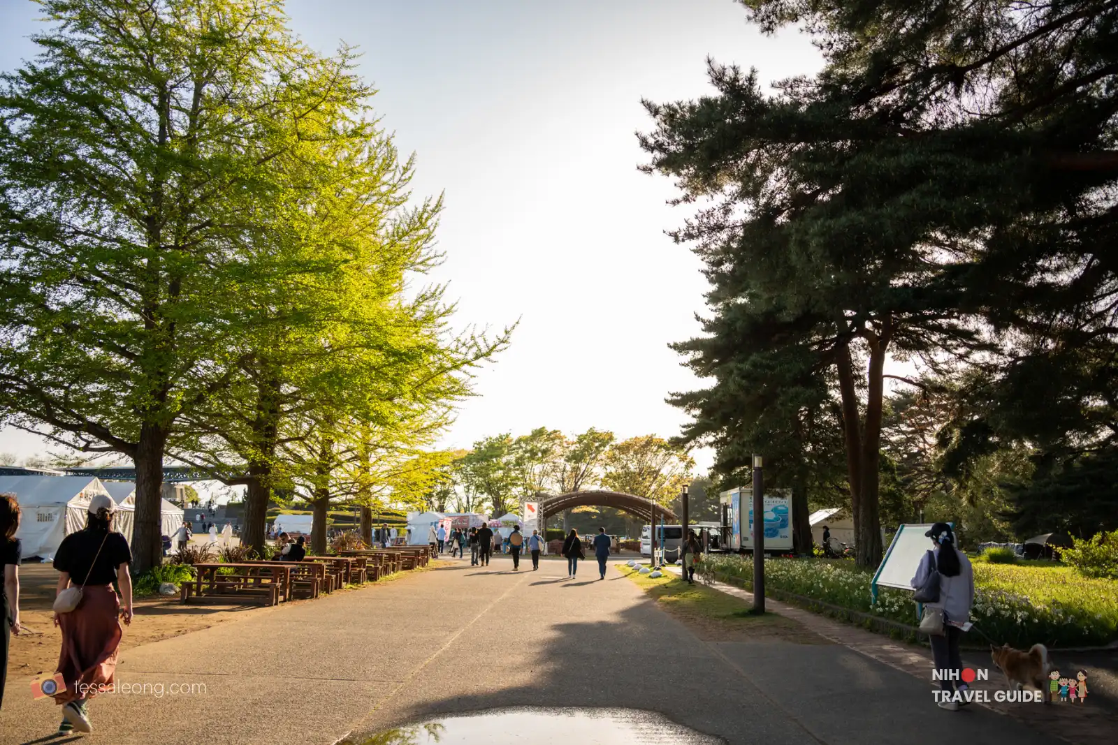 Beautiful tree-lined main path at Hitachi Seaside Park. Tall green trees create a pleasant shaded walkway leading toward the central areas, with picnic tables and event spaces nearby.
