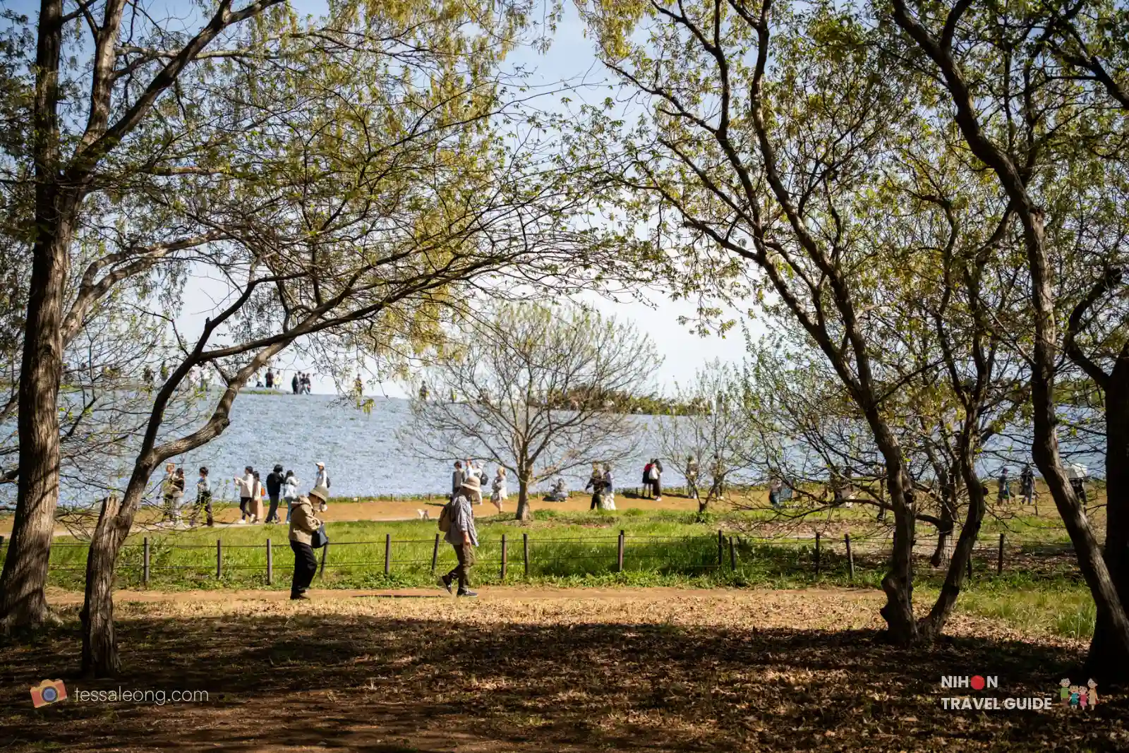 Beautiful tree-lined path at Hitachi Seaside Park with visitors strolling under the green canopy on a clear spring day.