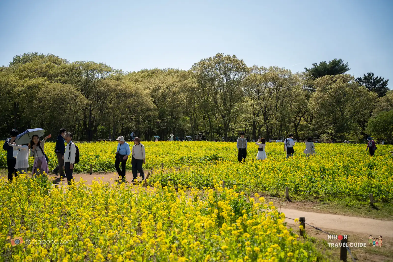 Visitors walking through a vast field of bright yellow rape blossoms (nanohana) at Hitachi Seaside Park during spring.