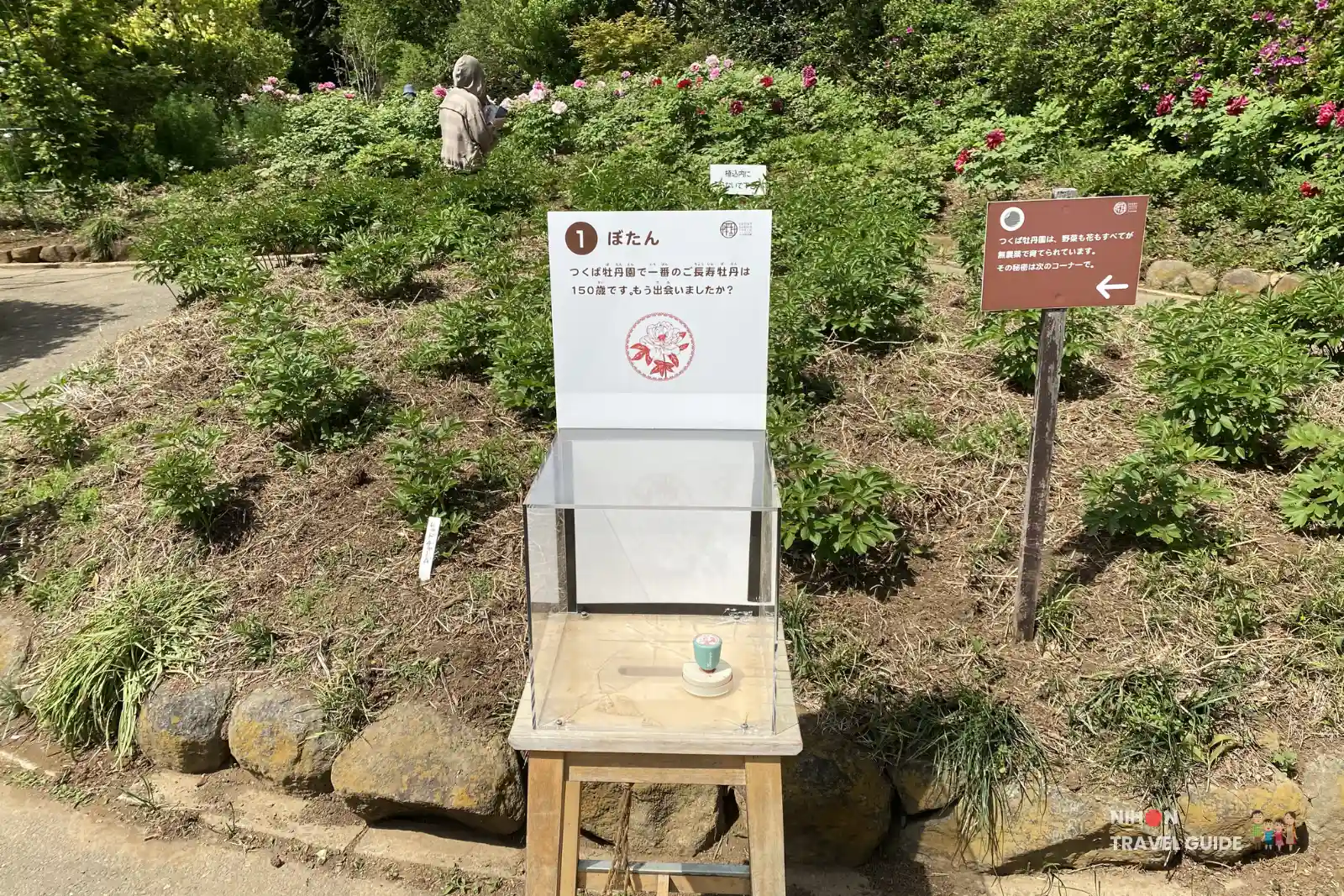 Stamp rally station No.1 "Botan" (Tree Peony) featuring the 150-year-old peony. Located among blooming peony bushes with a statue in the background.
