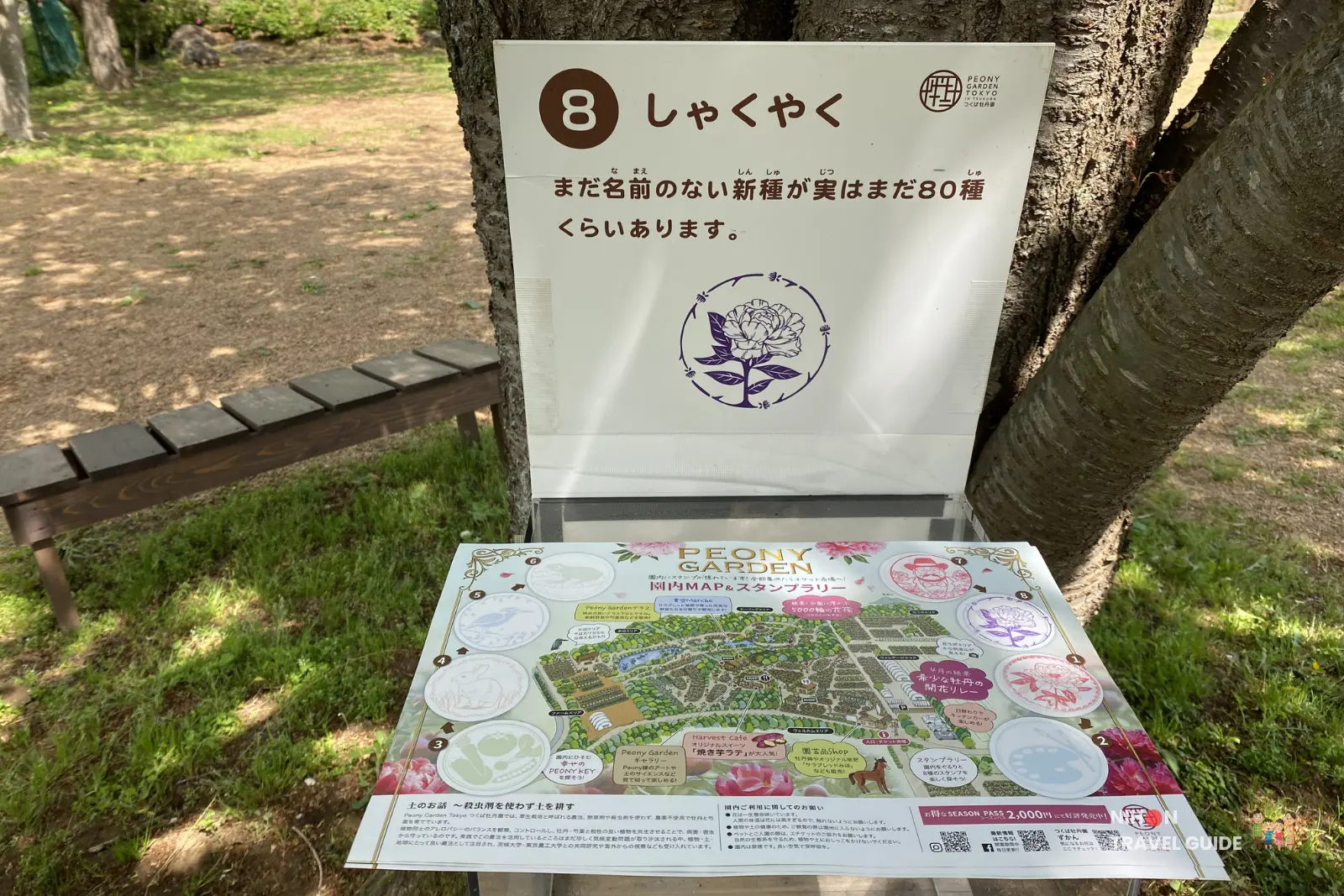 Stamp rally station No.8 "Shakuyaku" (Herbaceous Peony) at Peony Garden Tokyo, with the garden map laid out below it next to a tree.