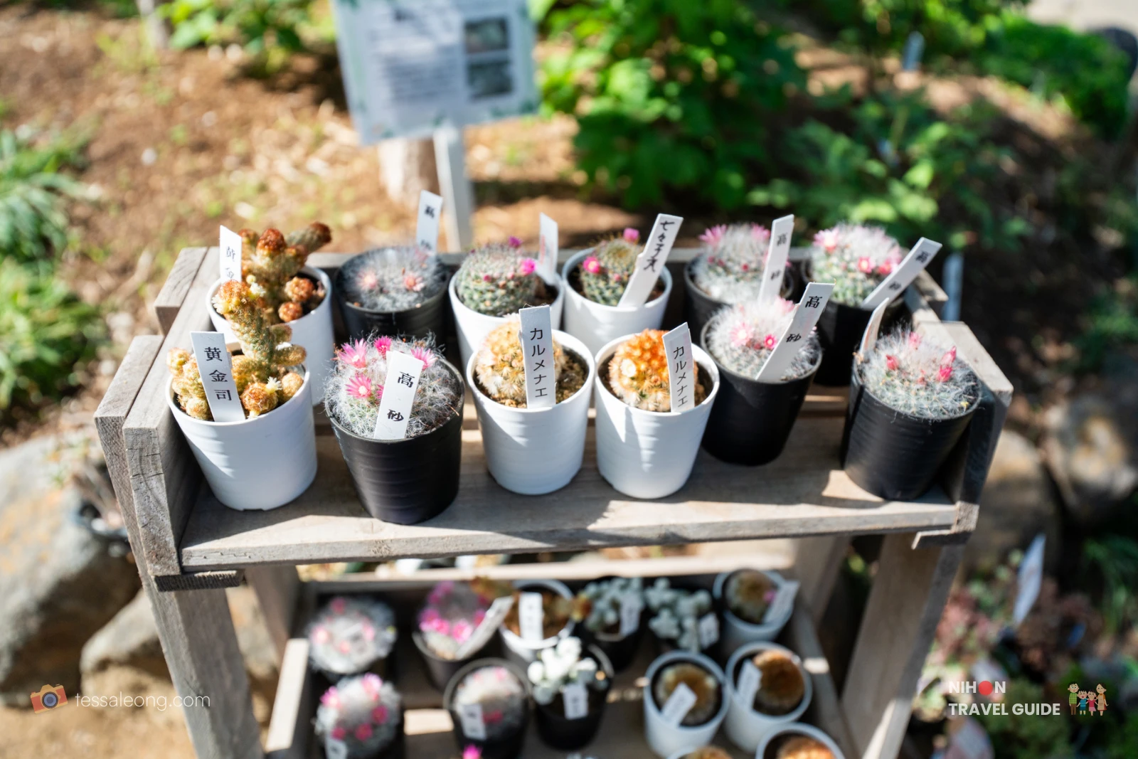 Assortment of small potted cacti and succulents for sale at the Garden Shop in Peony Garden Tokyo, neatly displayed on a wooden stand with Japanese variety labels.