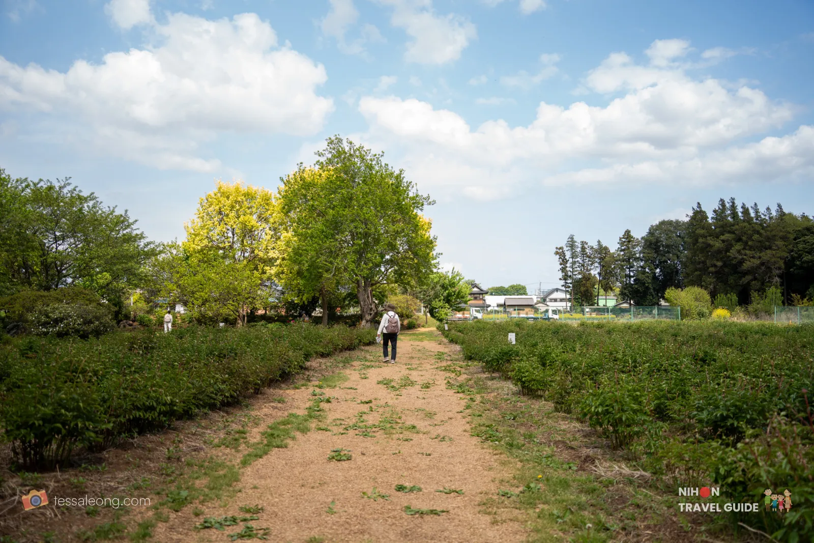 Wide view of the herbaceous peony (Shakuyaku) field at Peony Garden Tokyo. A visitor walks along the dirt path between rows of green peony bushes before blooming season, under a bright blue sky with scattered clouds.