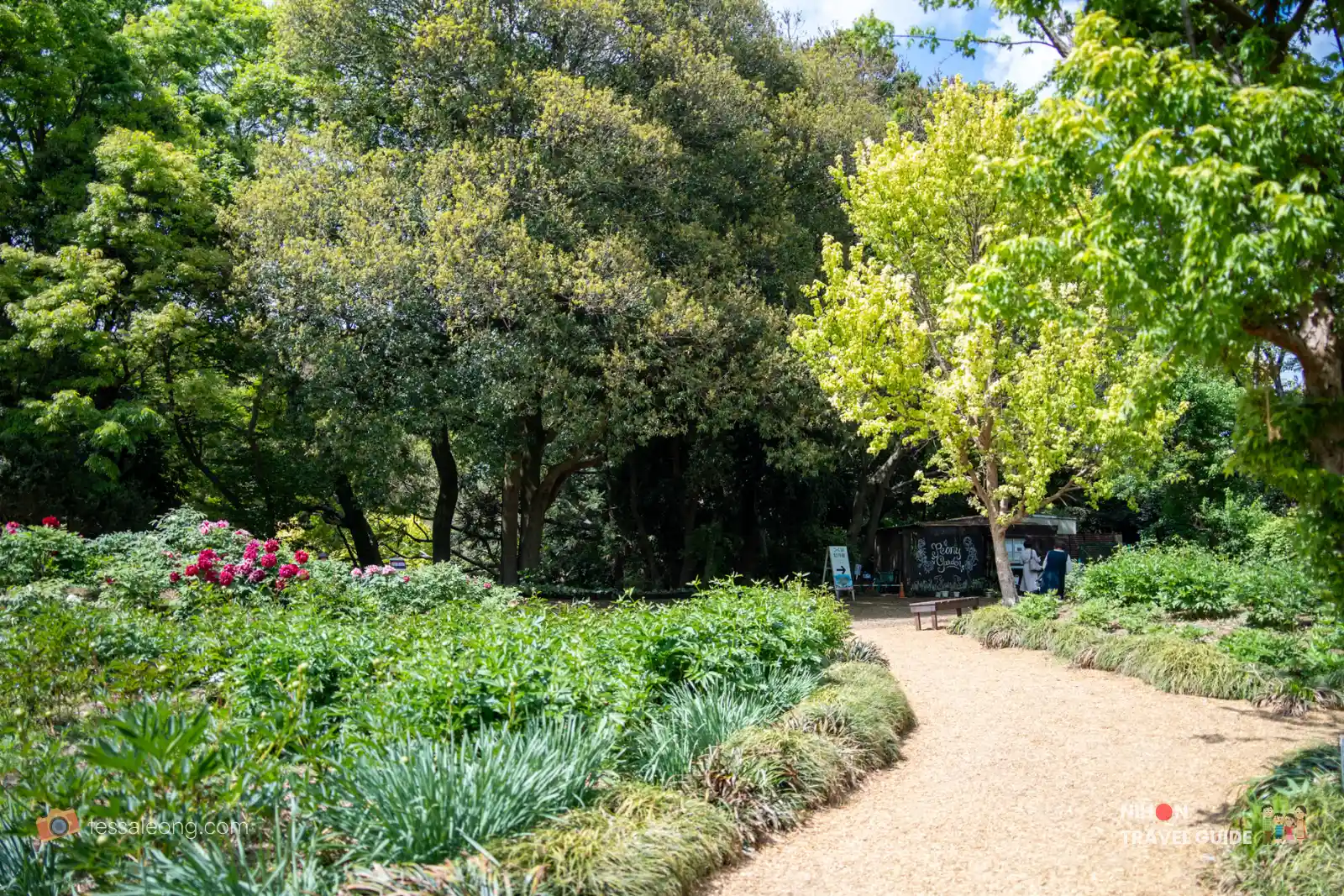 Garden path at Peony Garden Tokyo lined with lush green peony bushes and some blooming pink/red flowers on the left, surrounded by tall trees under a bright sky.